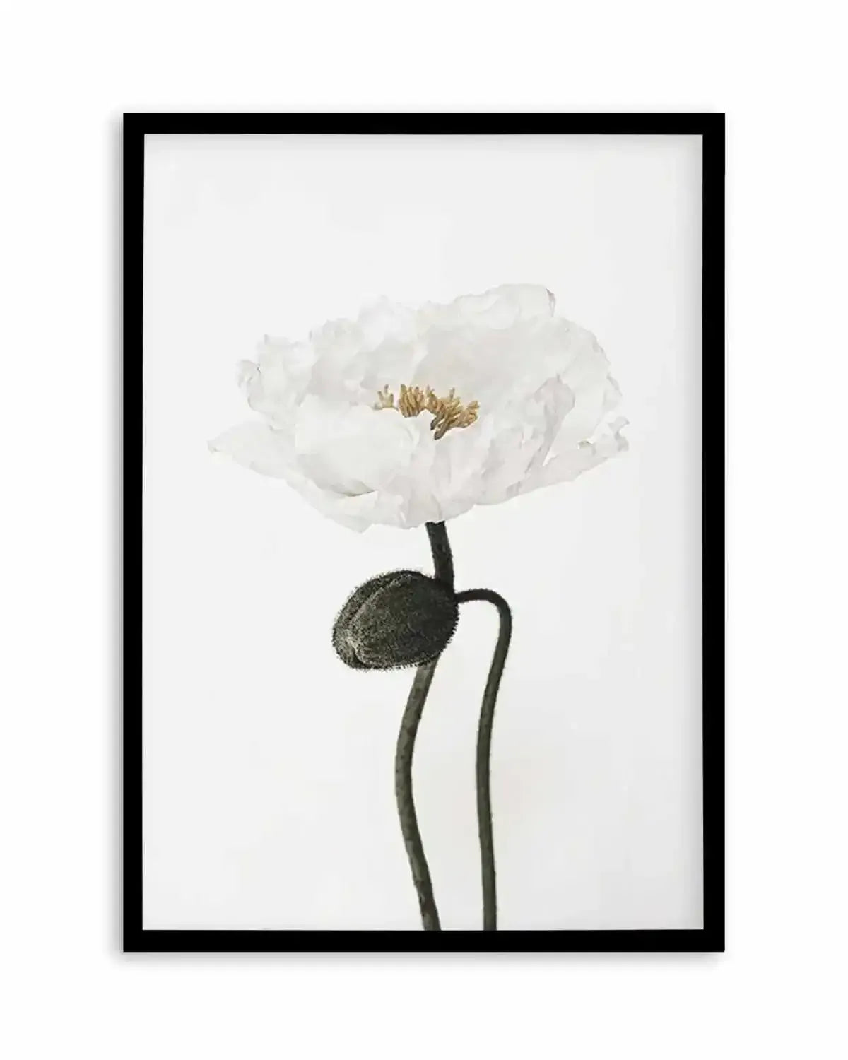 White Poppy I Art Print from Olive et Oriel where you can shop wallpaper and artworks online