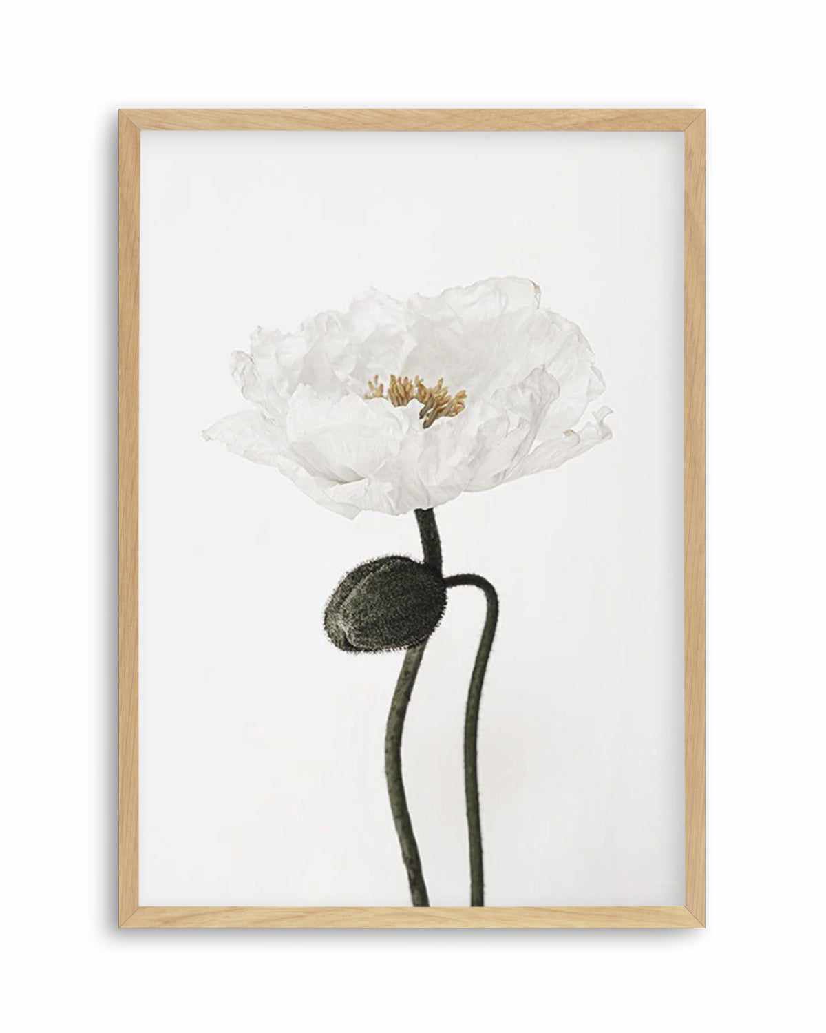 White Poppy I Art Print