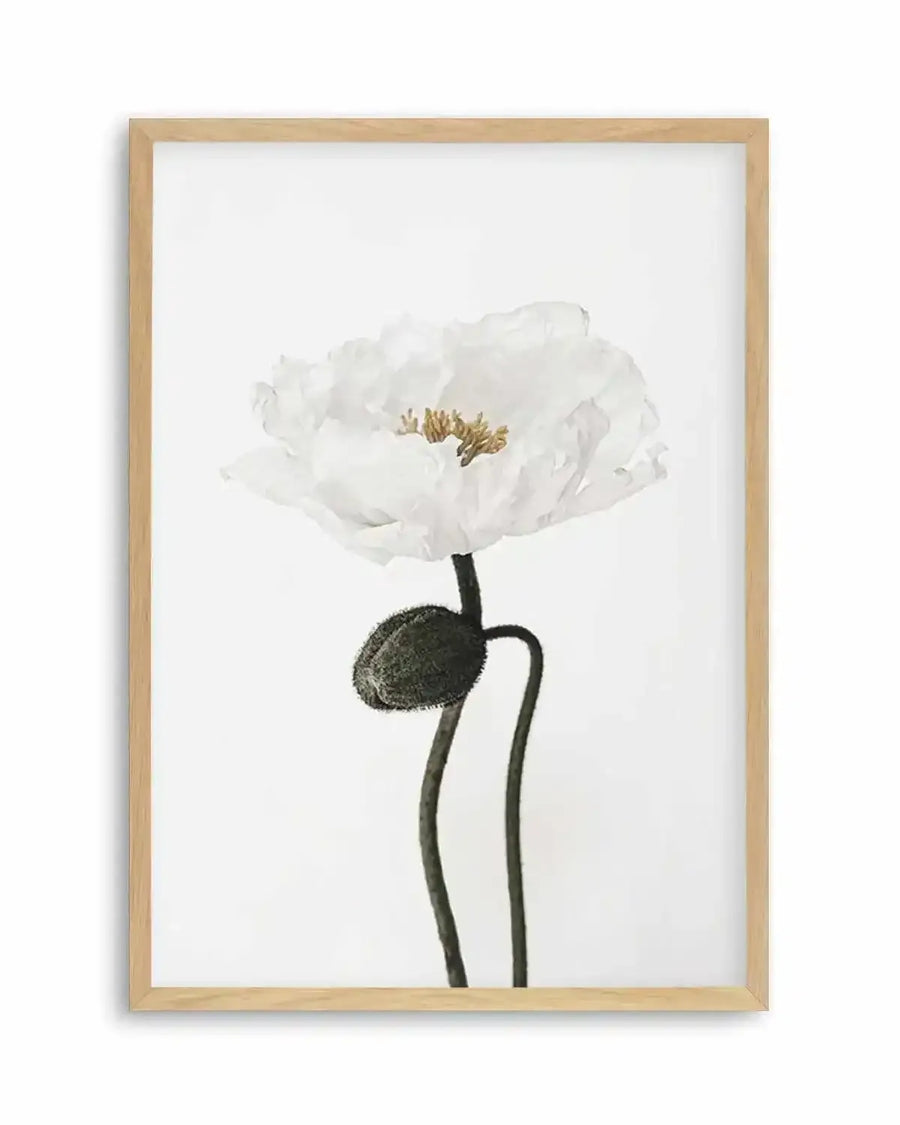 White Poppy I Art Print from Olive et Oriel where you can shop wallpaper and artworks online