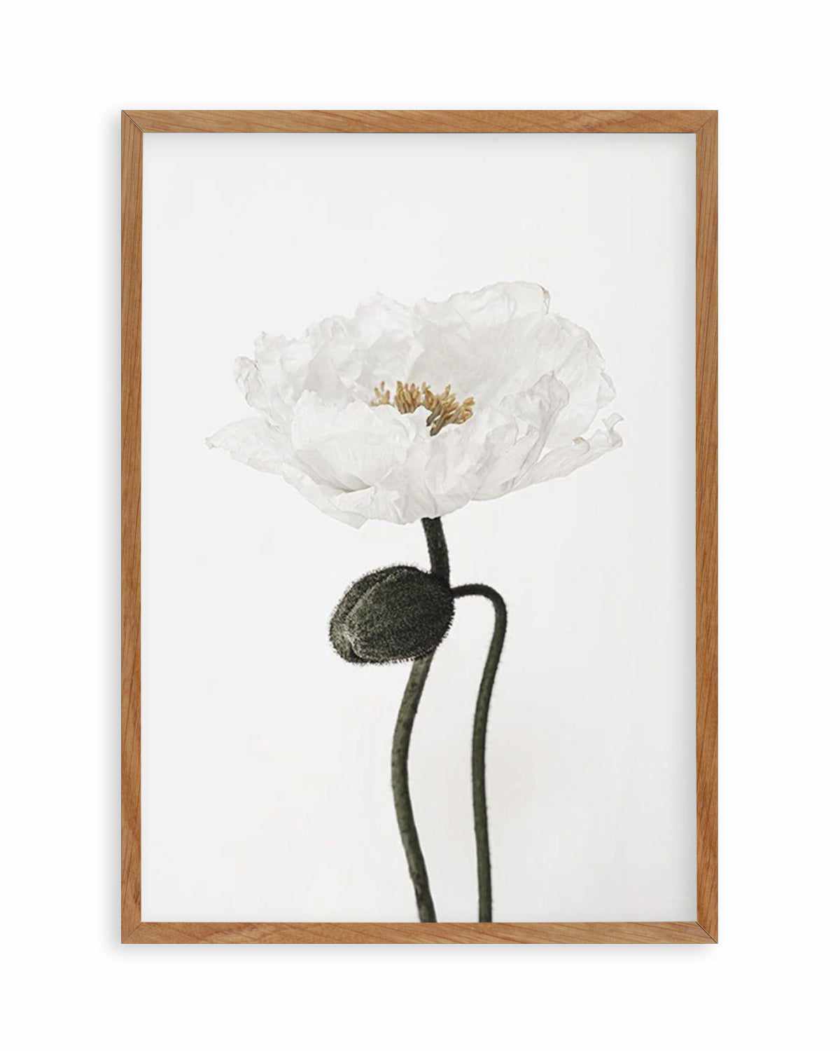 White Poppy I Art Print