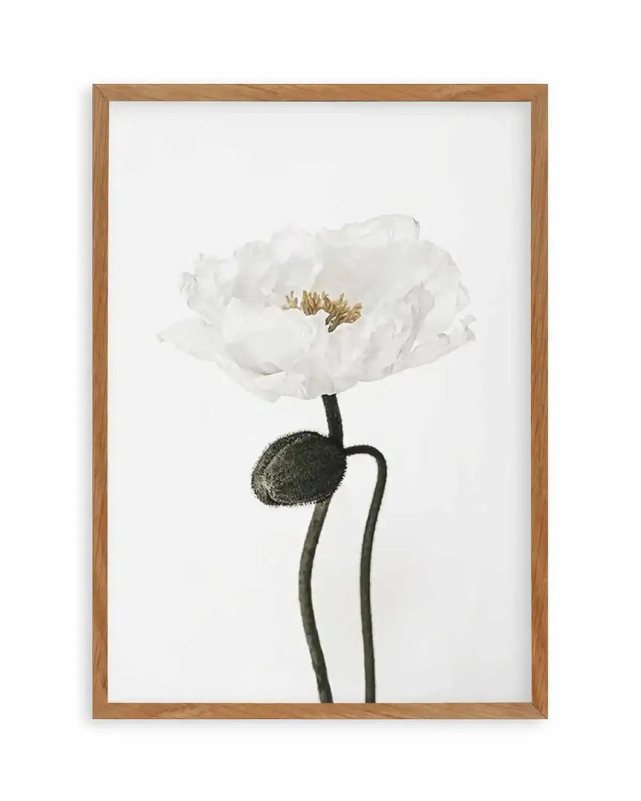 Framed black and white photograph of a single white poppy flower with a closed bud on a white background, displayed in a natural oak frame with white border. The poppy has delicate, ruffled petals and a golden-brown center, while the bud is dark green and fuzzy.