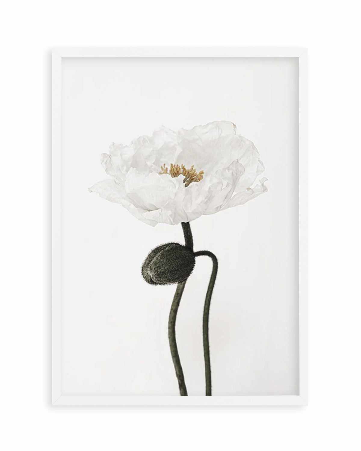 White Poppy I Art Print