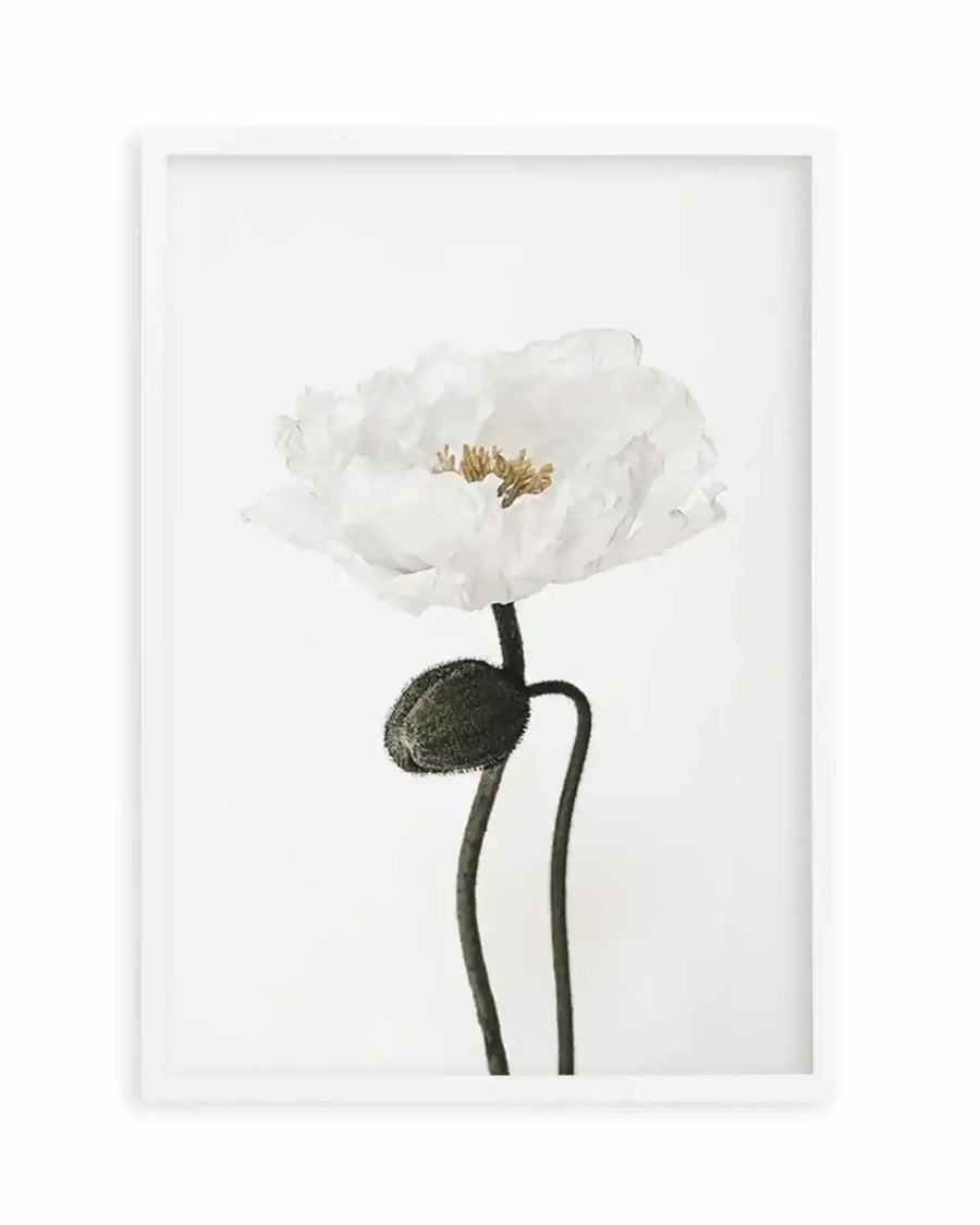 White Poppy I Art Print from Olive et Oriel where you can shop wallpaper and artworks online