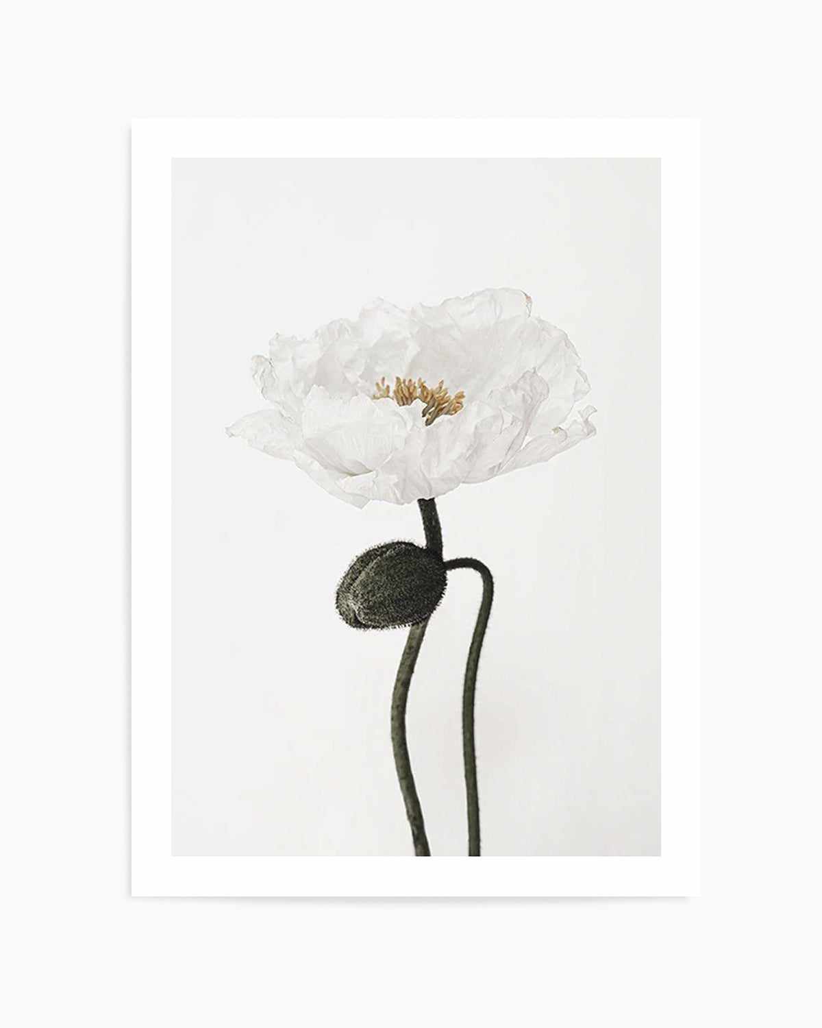 White Poppy I Art Print