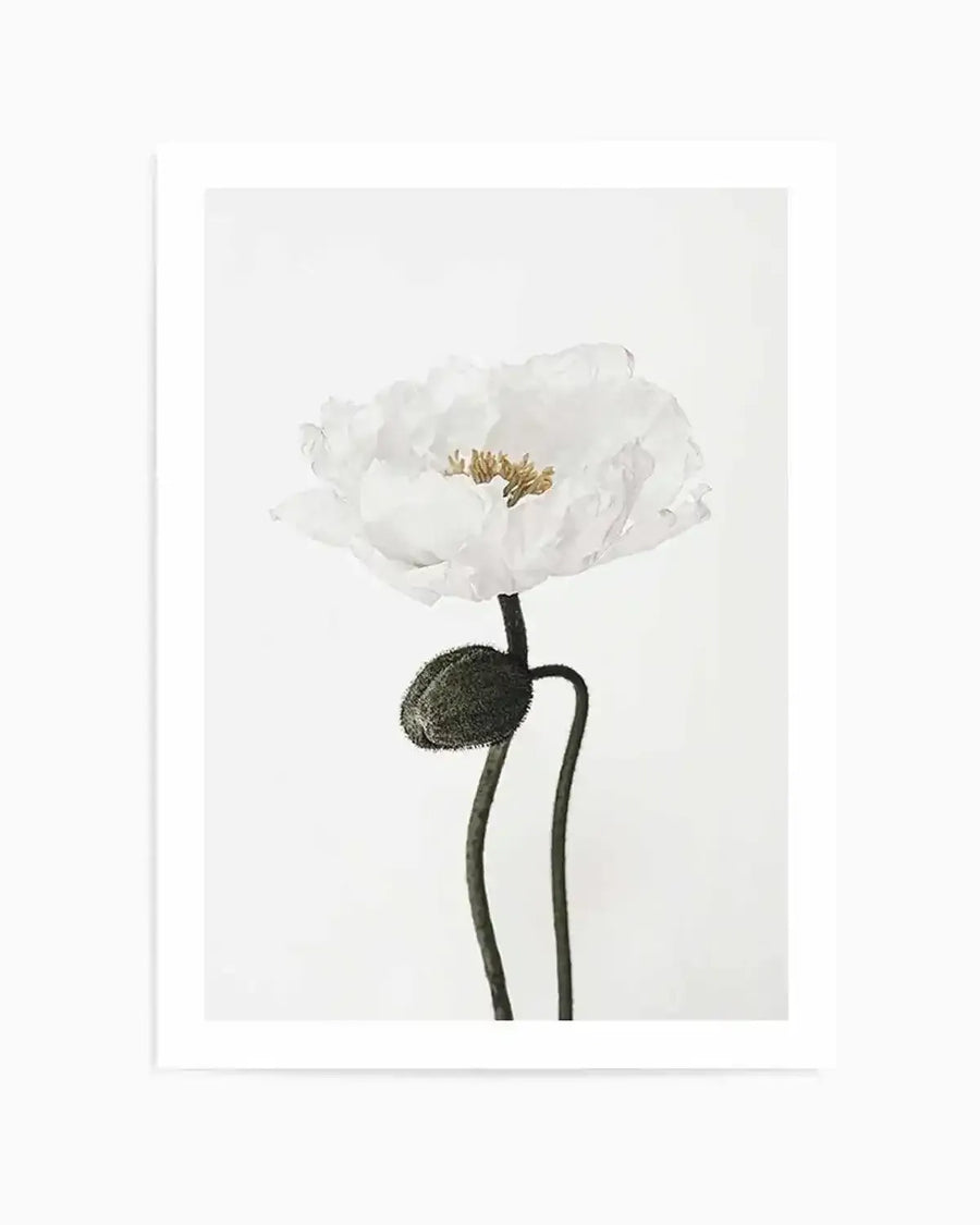 White Poppy I Art Print from Olive et Oriel where you can shop wallpaper and artworks online