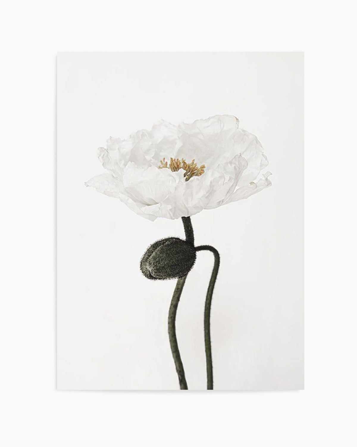 White Poppy I Art Print