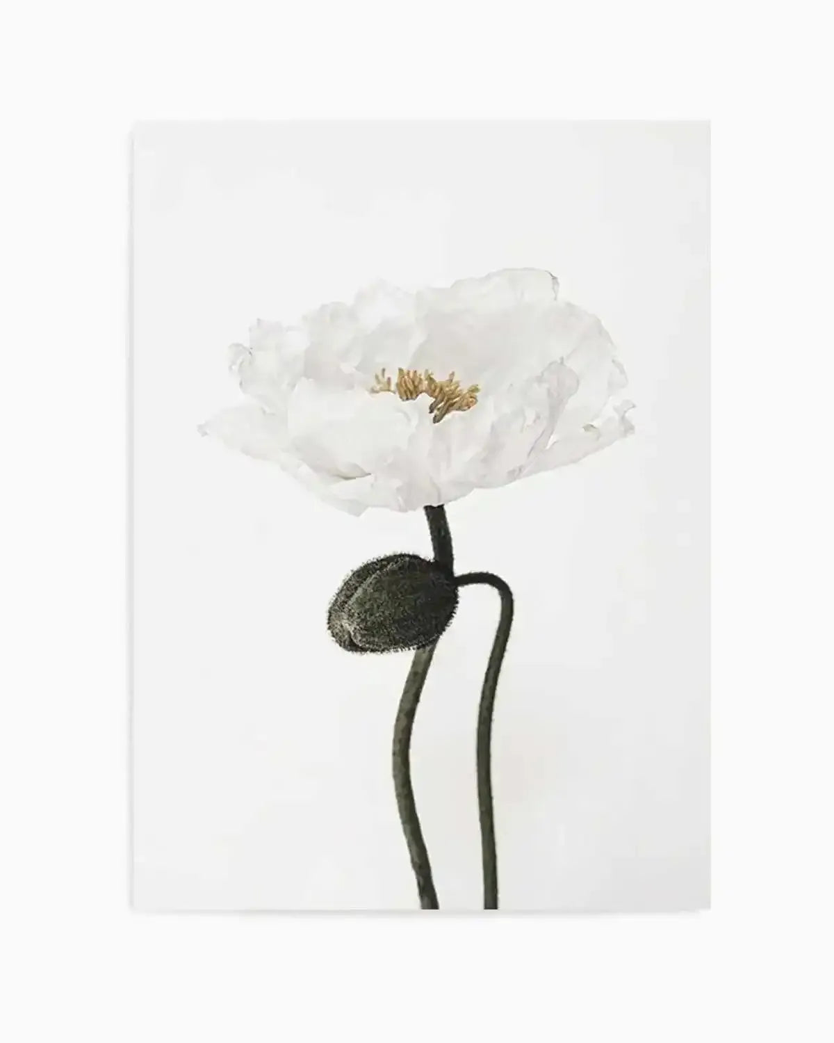 White Poppy I Art Print from Olive et Oriel where you can shop wallpaper and artworks online