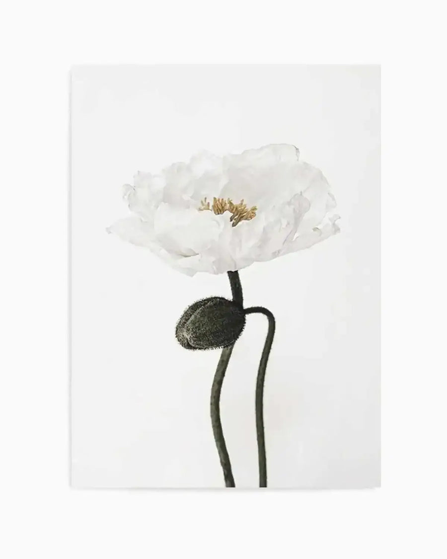 Black and white photographic art print of a single white poppy with a closed bud on a white background. The poppy has delicate, ruffled petals and a golden-yellow center with visible stamens. The stems are dark, curving gracefully, with the closed bud appearing textured and dark green.