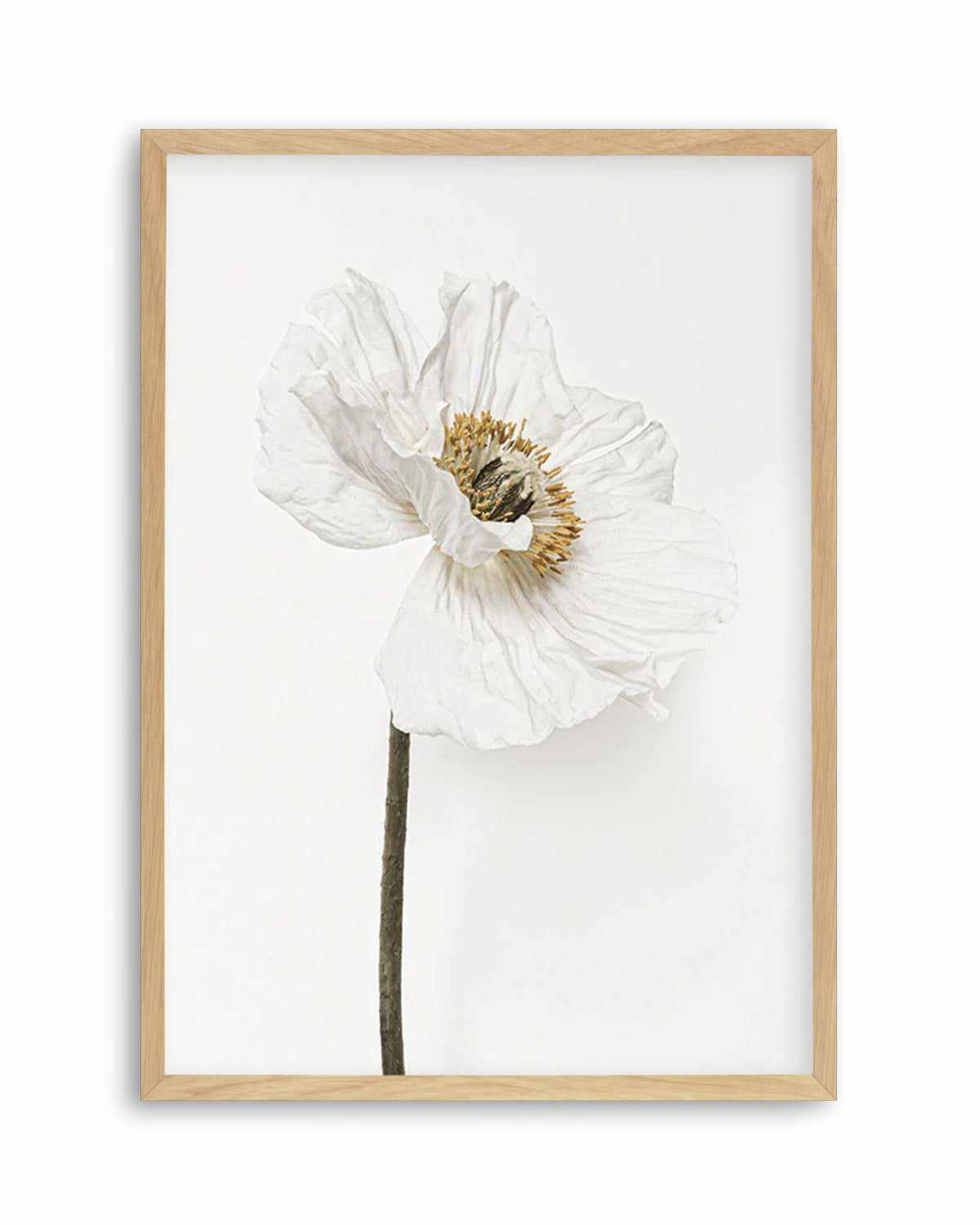 White Poppy II Art Print