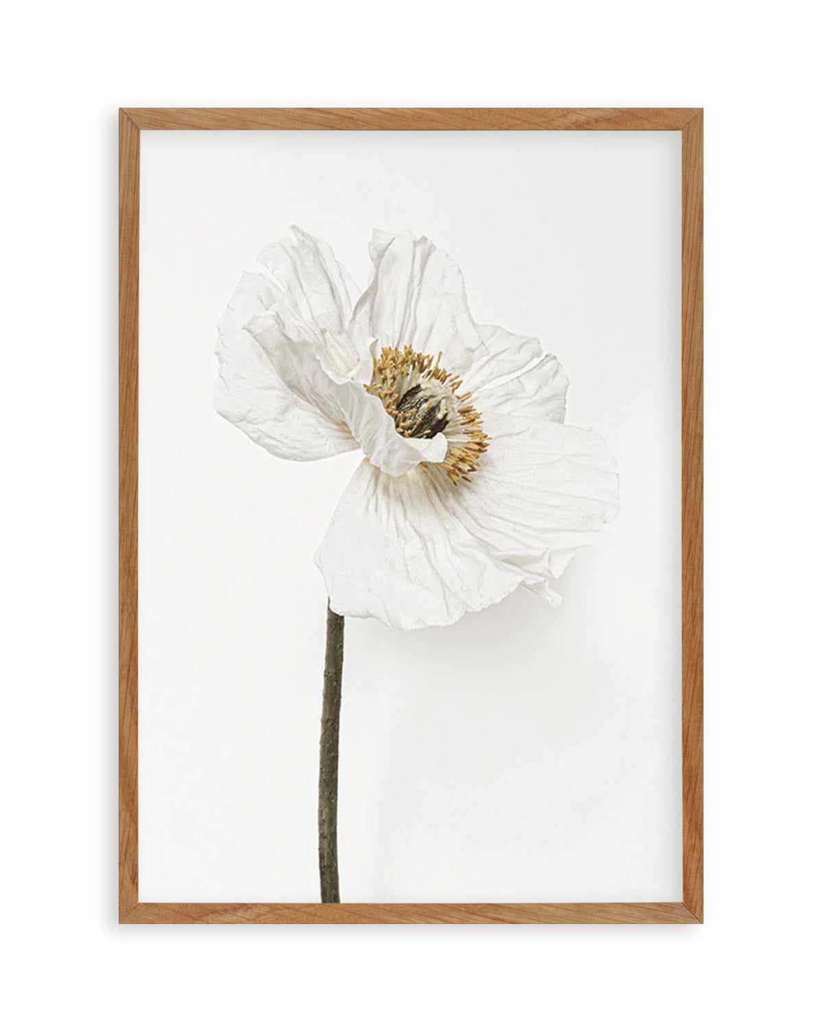 White Poppy II Art Print