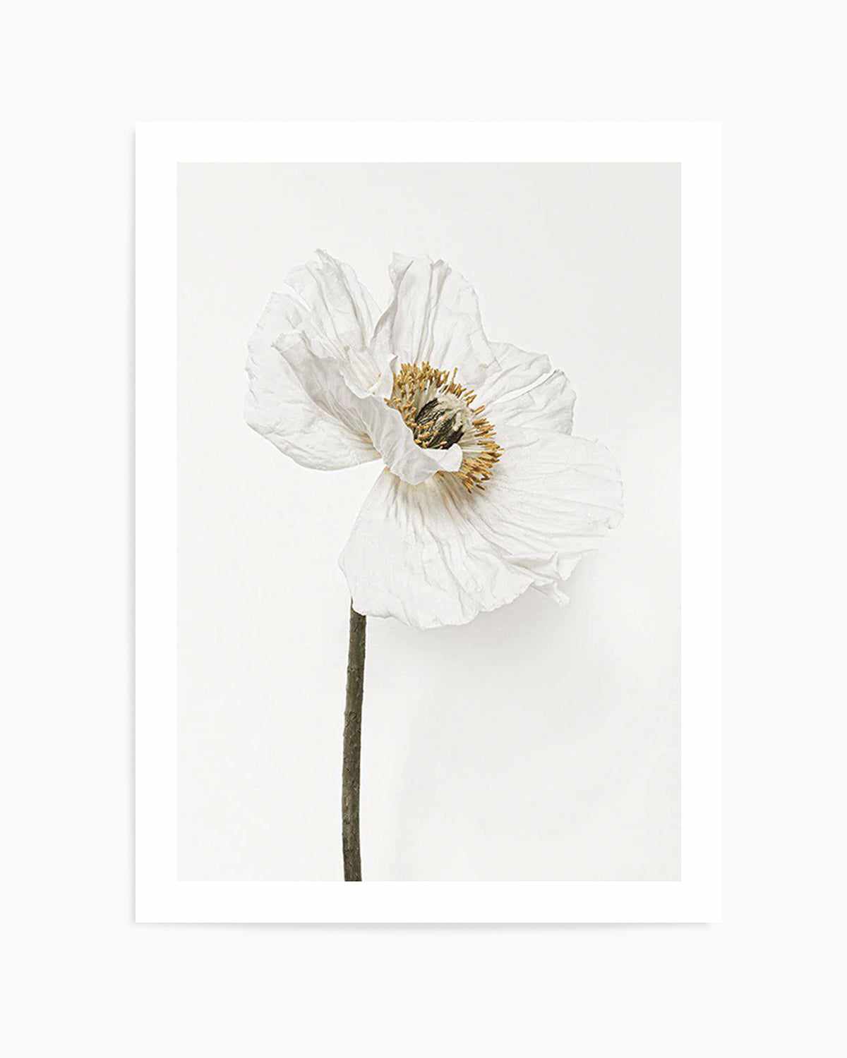 White Poppy II Art Print