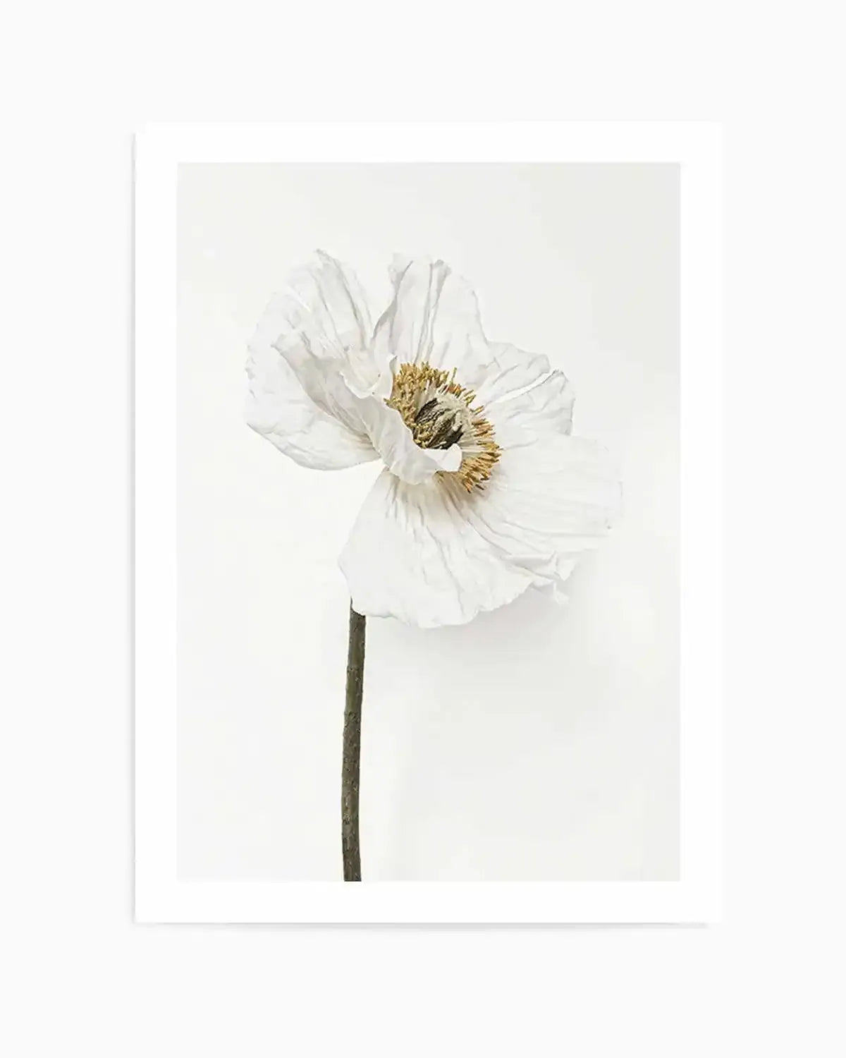 White Poppy II Art Print from Olive et Oriel where you can shop wallpaper and artworks online