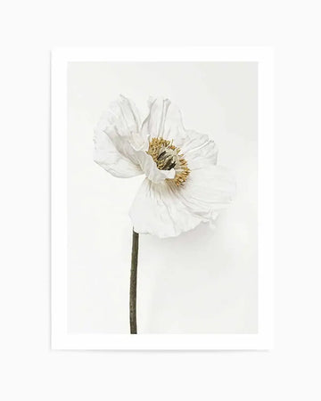"Framed photographic art print of a single white poppy with delicate, crinkled petals and a prominent golden-yellow stamen, set against a clean white background. The composition highlights the flower's natural texture and subtle shadows, with a dark stem extending downwards."