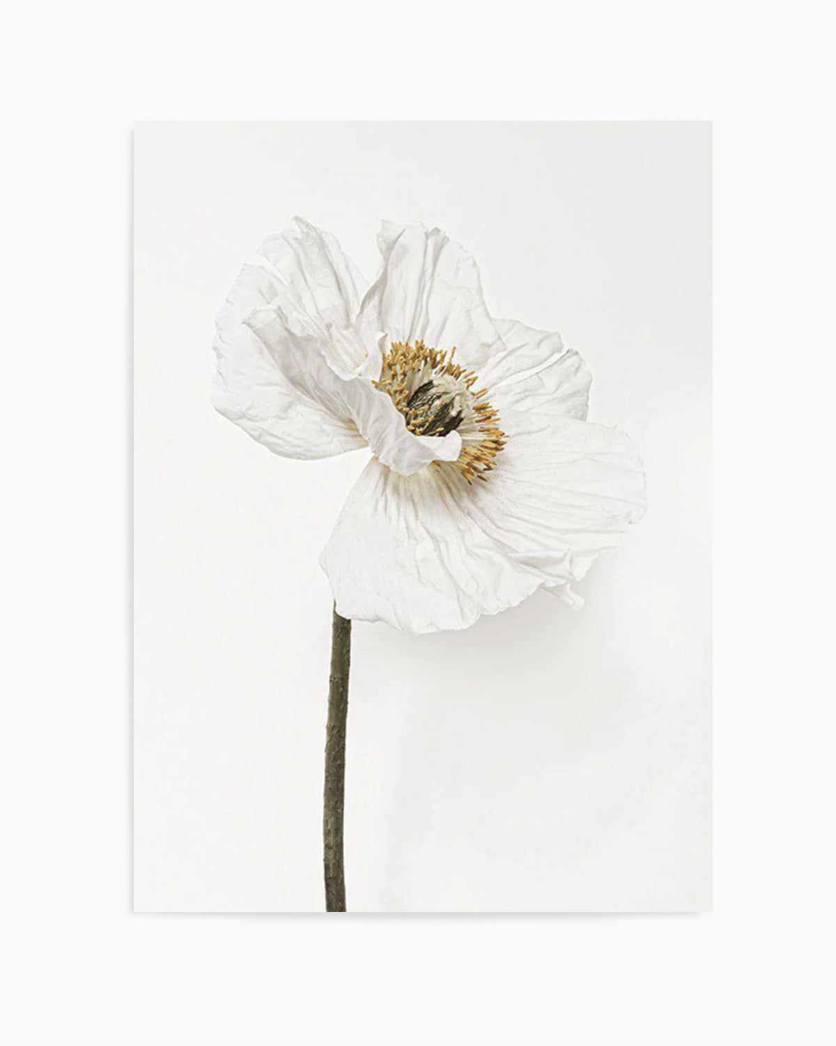 White Poppy II Art Print