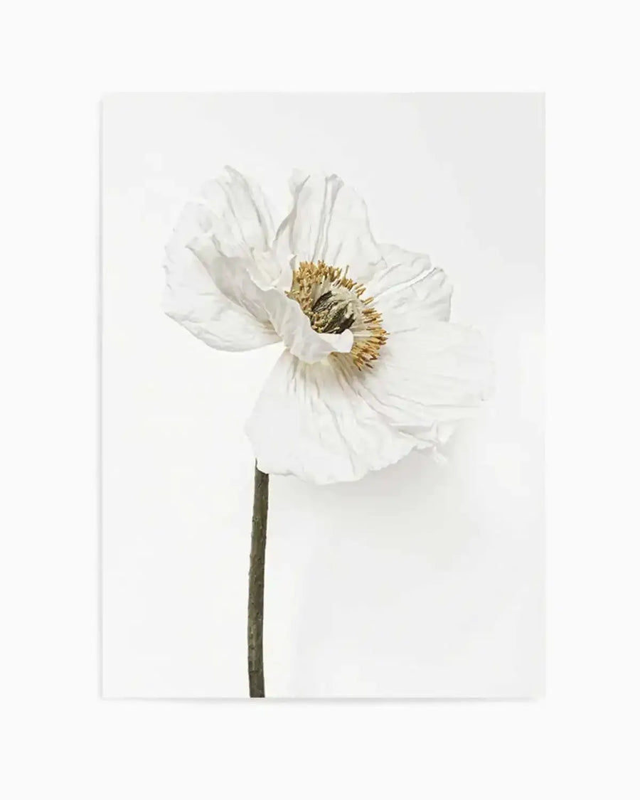 White Poppy II Art Print from Olive et Oriel where you can shop wallpaper and artworks online
