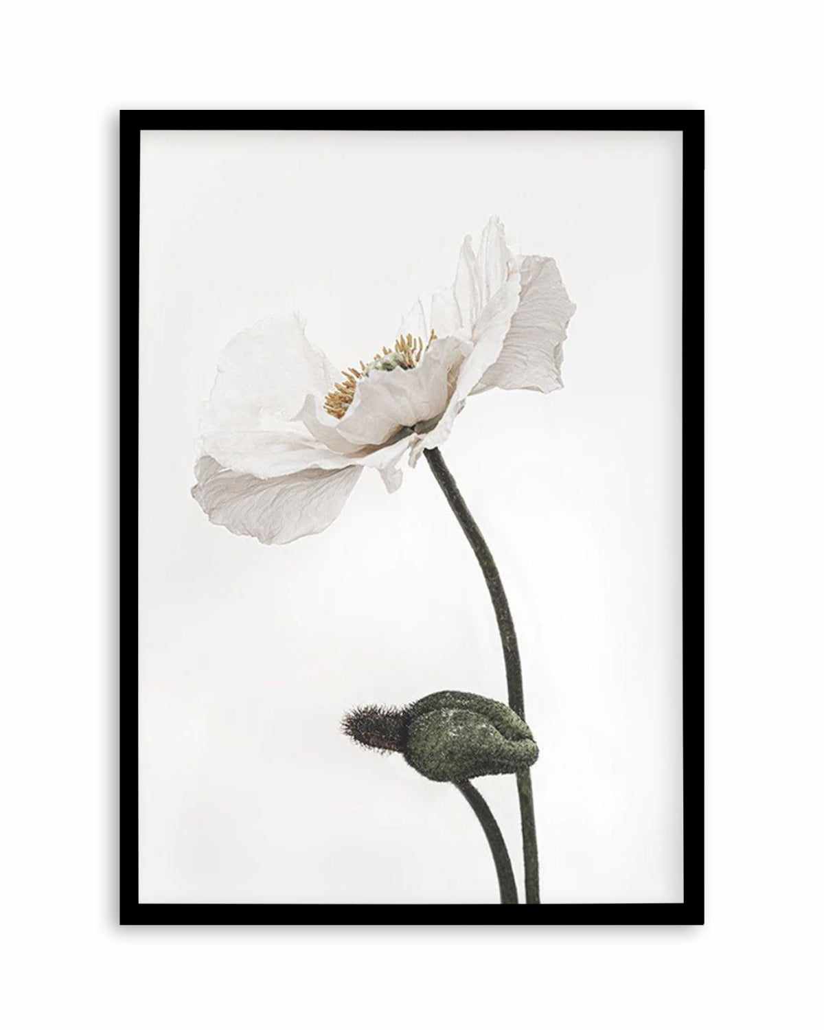 White Poppy III Art Print