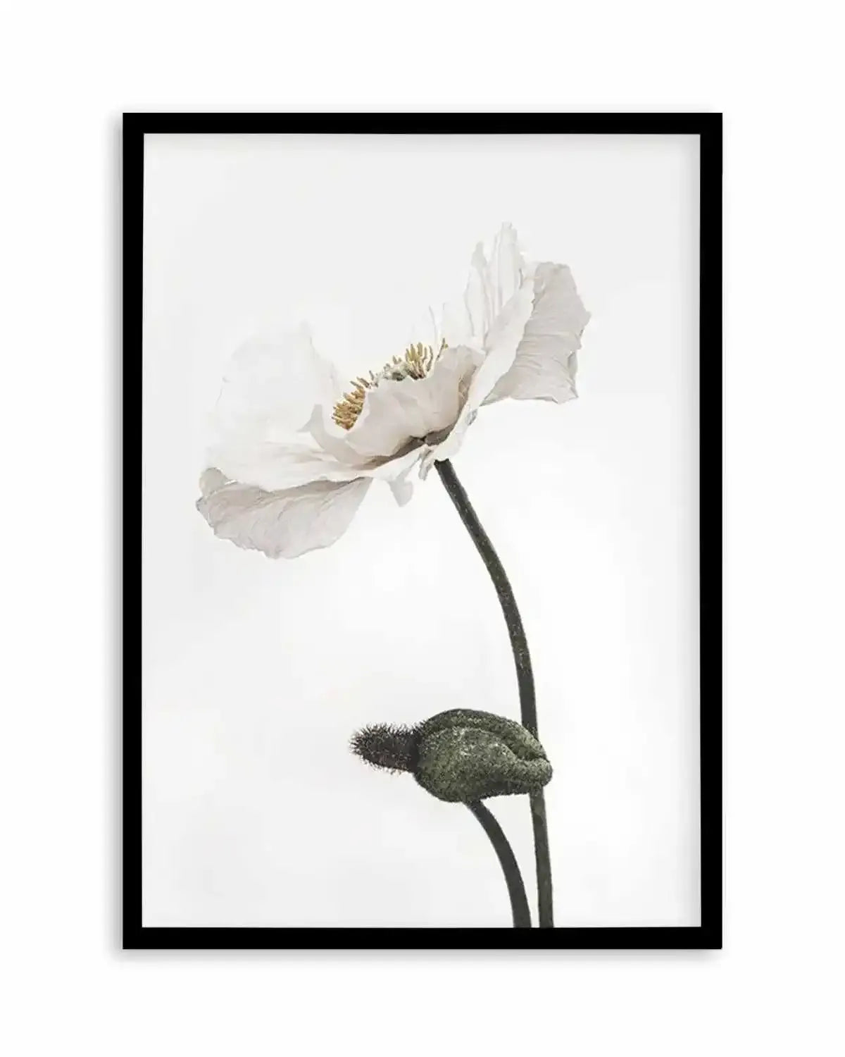 White Poppy III Art Print from Olive et Oriel where you can shop wallpaper and artworks online