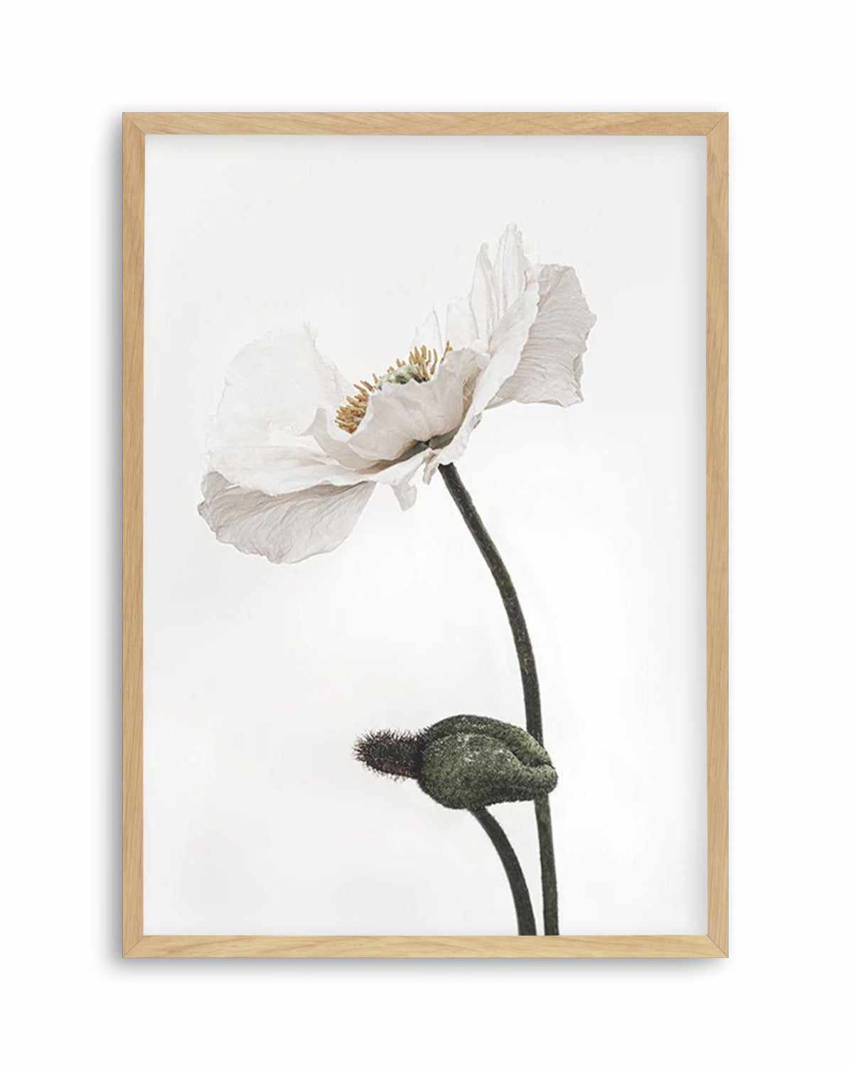 White Poppy III Art Print