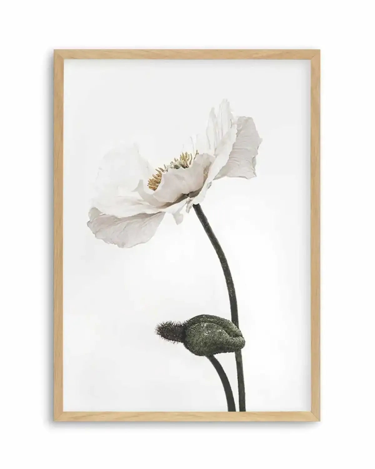 White Poppy III Art Print from Olive et Oriel where you can shop wallpaper and artworks online