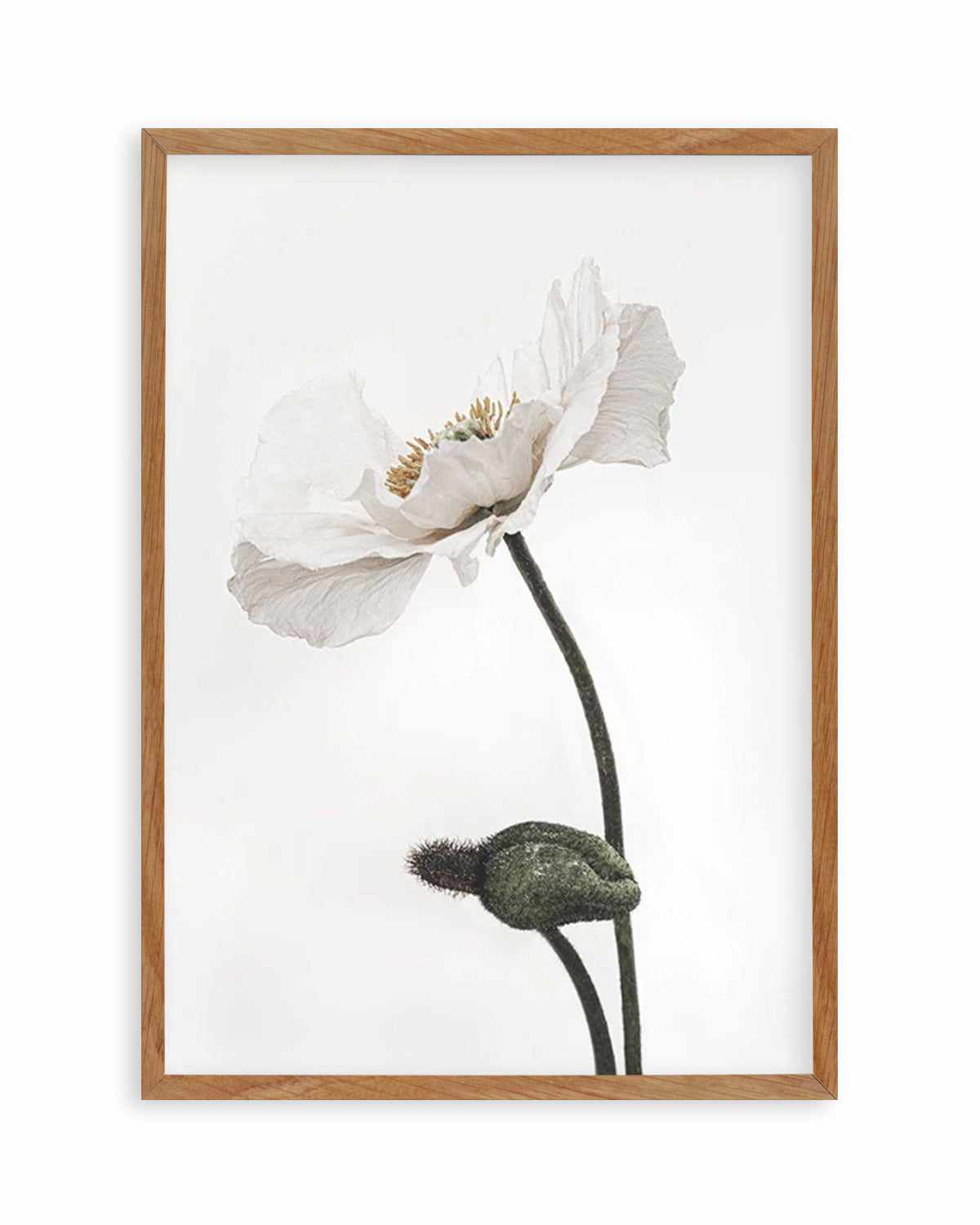 White Poppy III Art Print