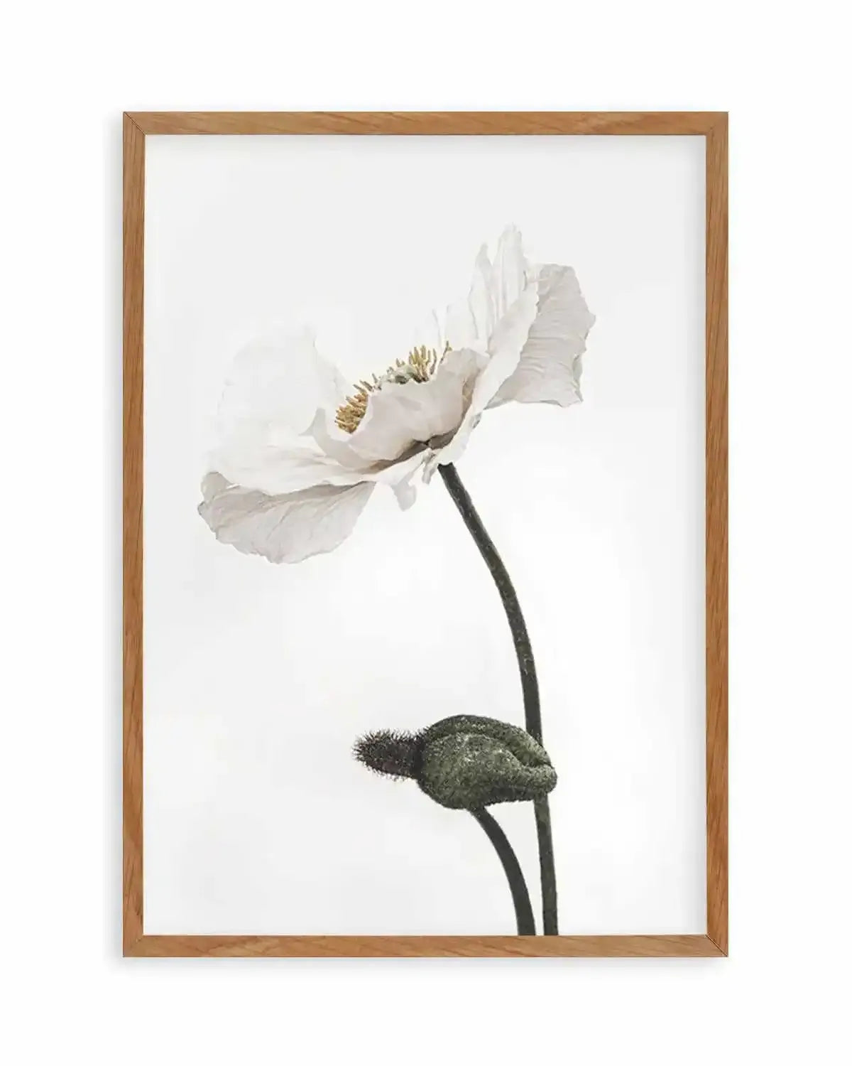 White Poppy III Art Print from Olive et Oriel where you can shop wallpaper and artworks online