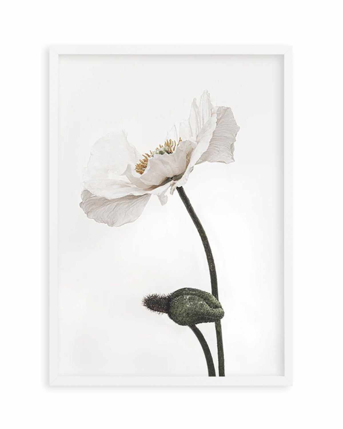 White Poppy III Art Print