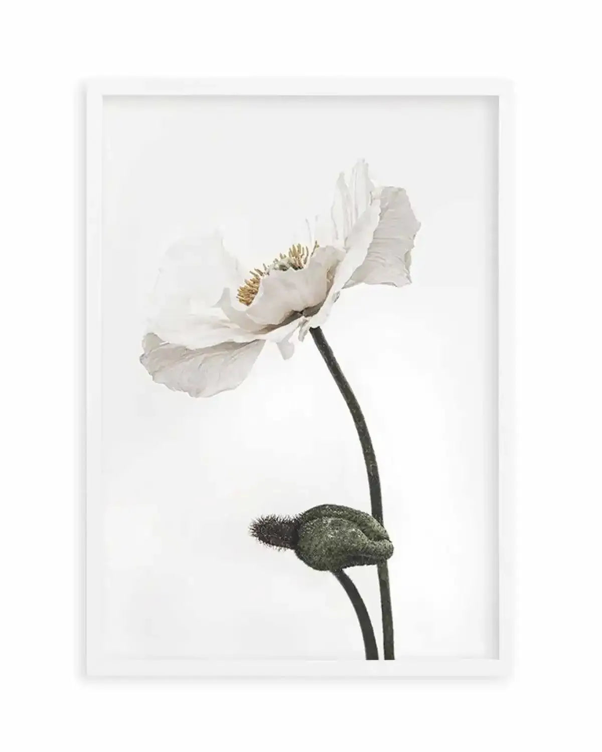 White Poppy III Art Print from Olive et Oriel where you can shop wallpaper and artworks online
