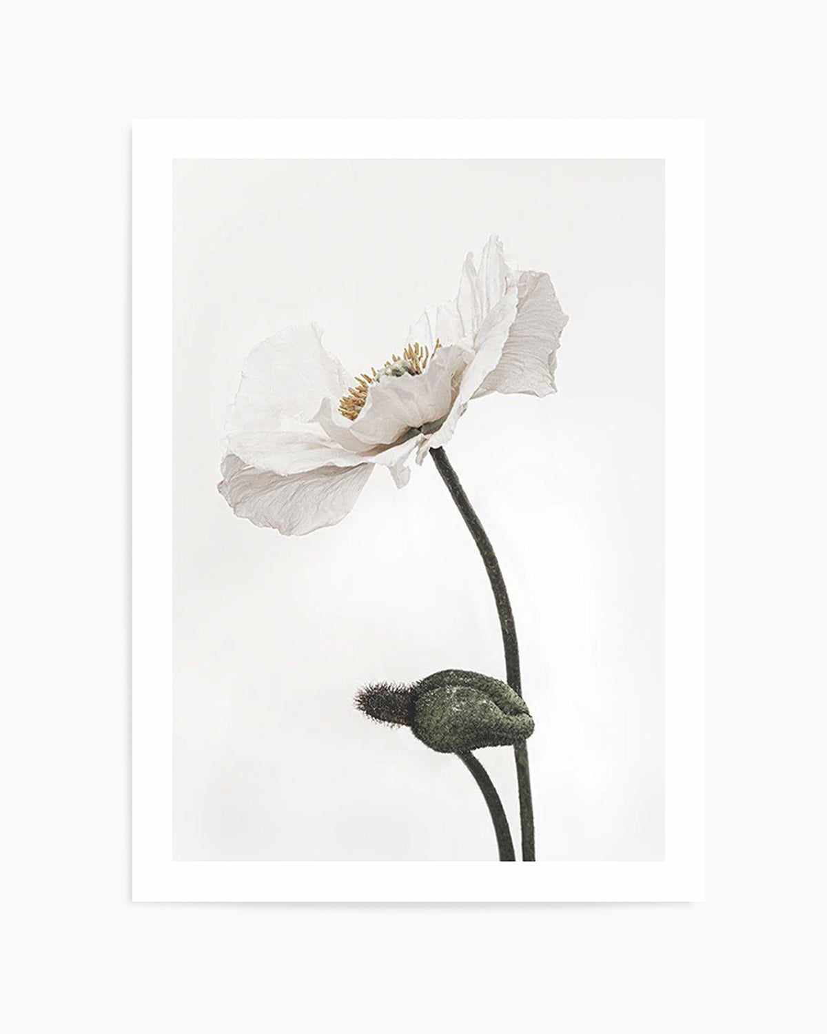 White Poppy III Art Print