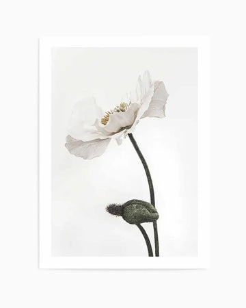 Framed black and white photograph of a white poppy with a closed bud on a white background. The poppy has delicate, slightly ruffled petals and a yellow-gold stamen, while the bud is dark green and textured, both on dark stems.