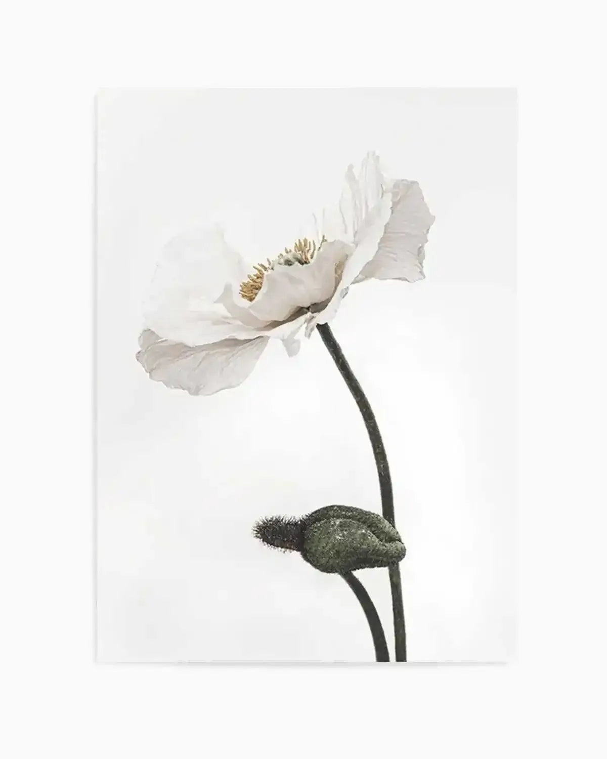 White Poppy III Art Print from Olive et Oriel where you can shop wallpaper and artworks online