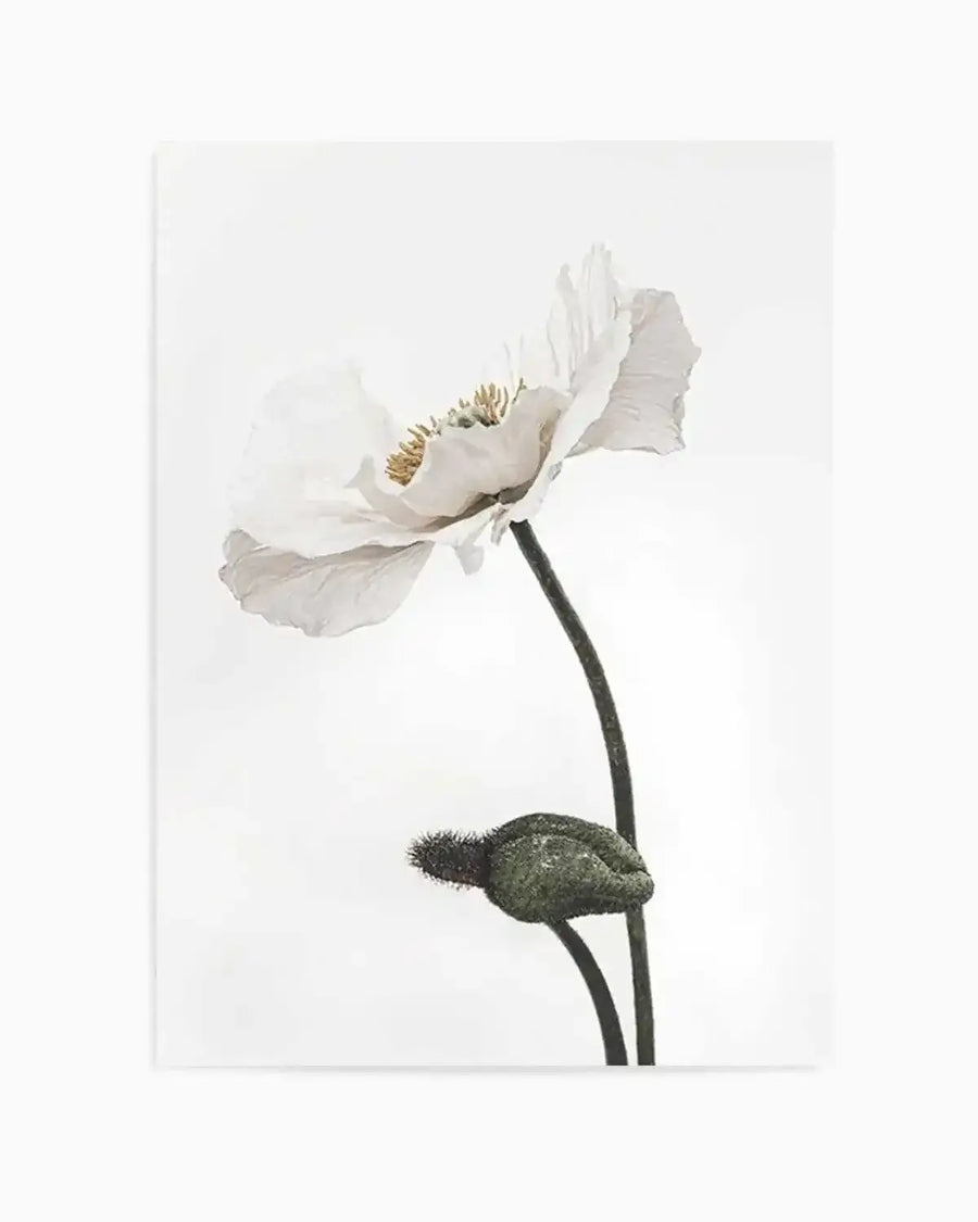 White Poppy III Art Print from Olive et Oriel where you can shop wallpaper and artworks online