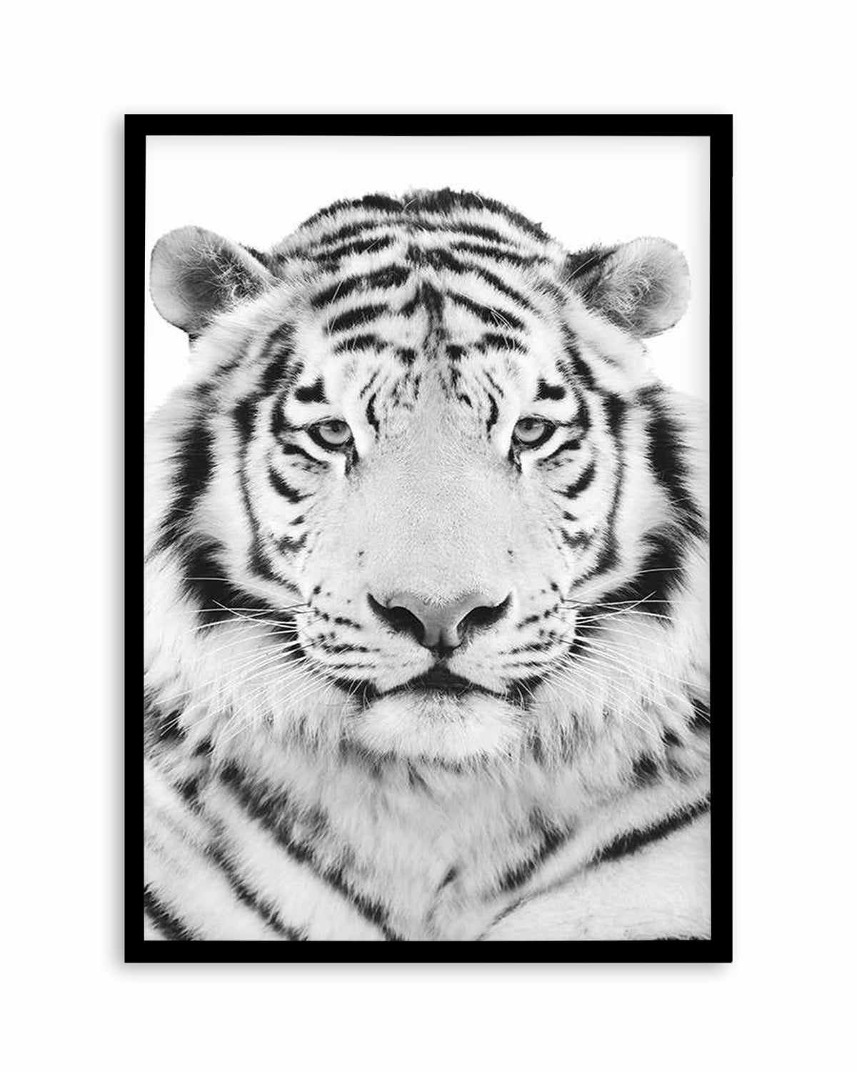 White Tiger Art Print