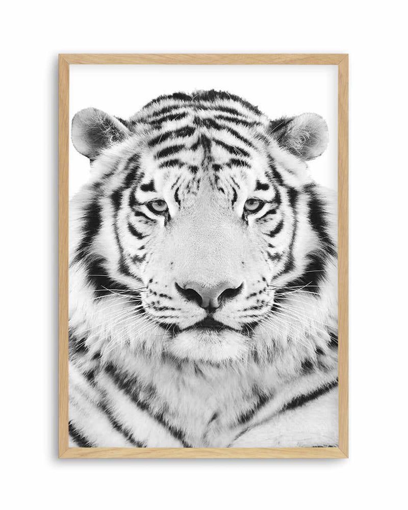 White Tiger Art Print