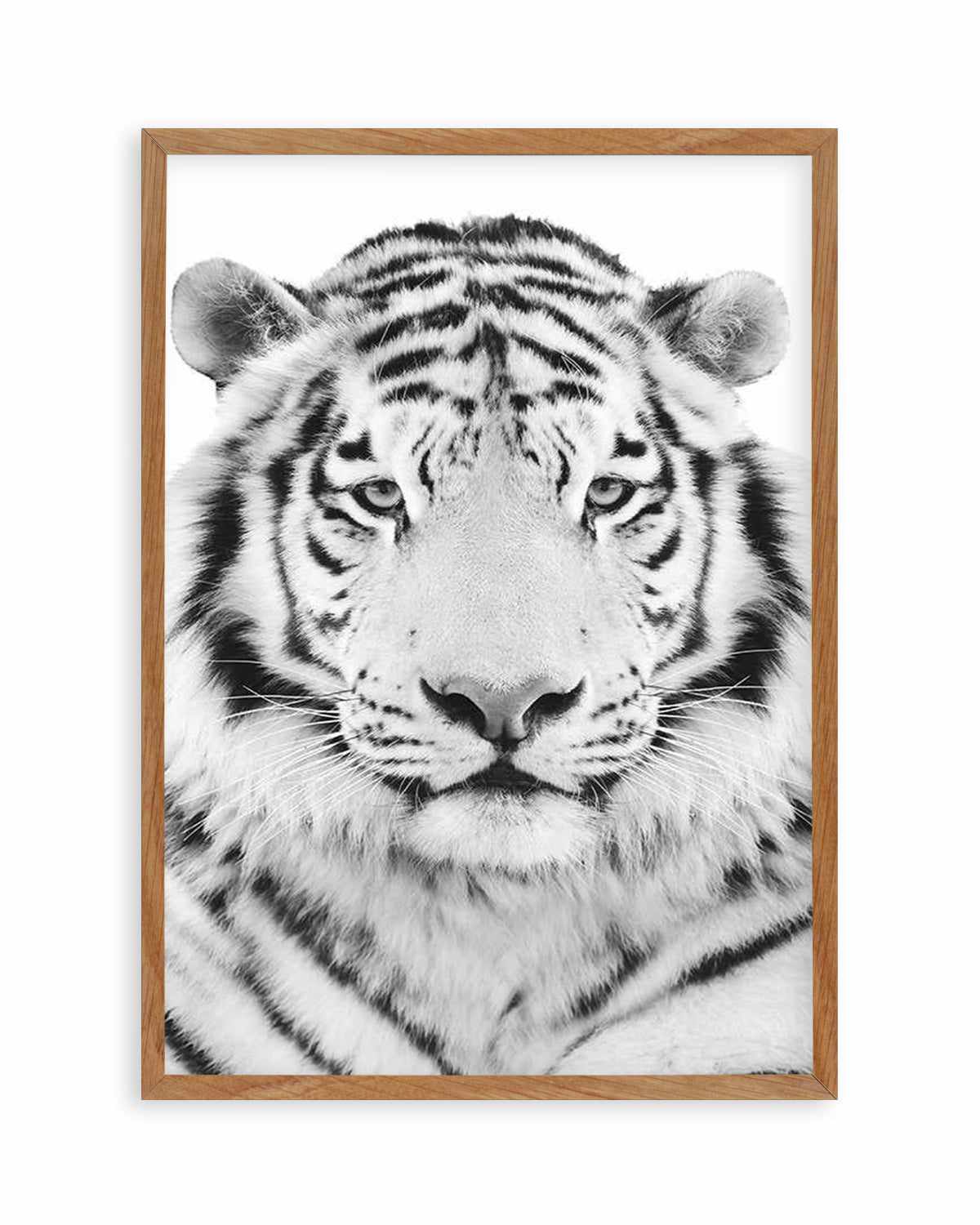 White Tiger Art Print