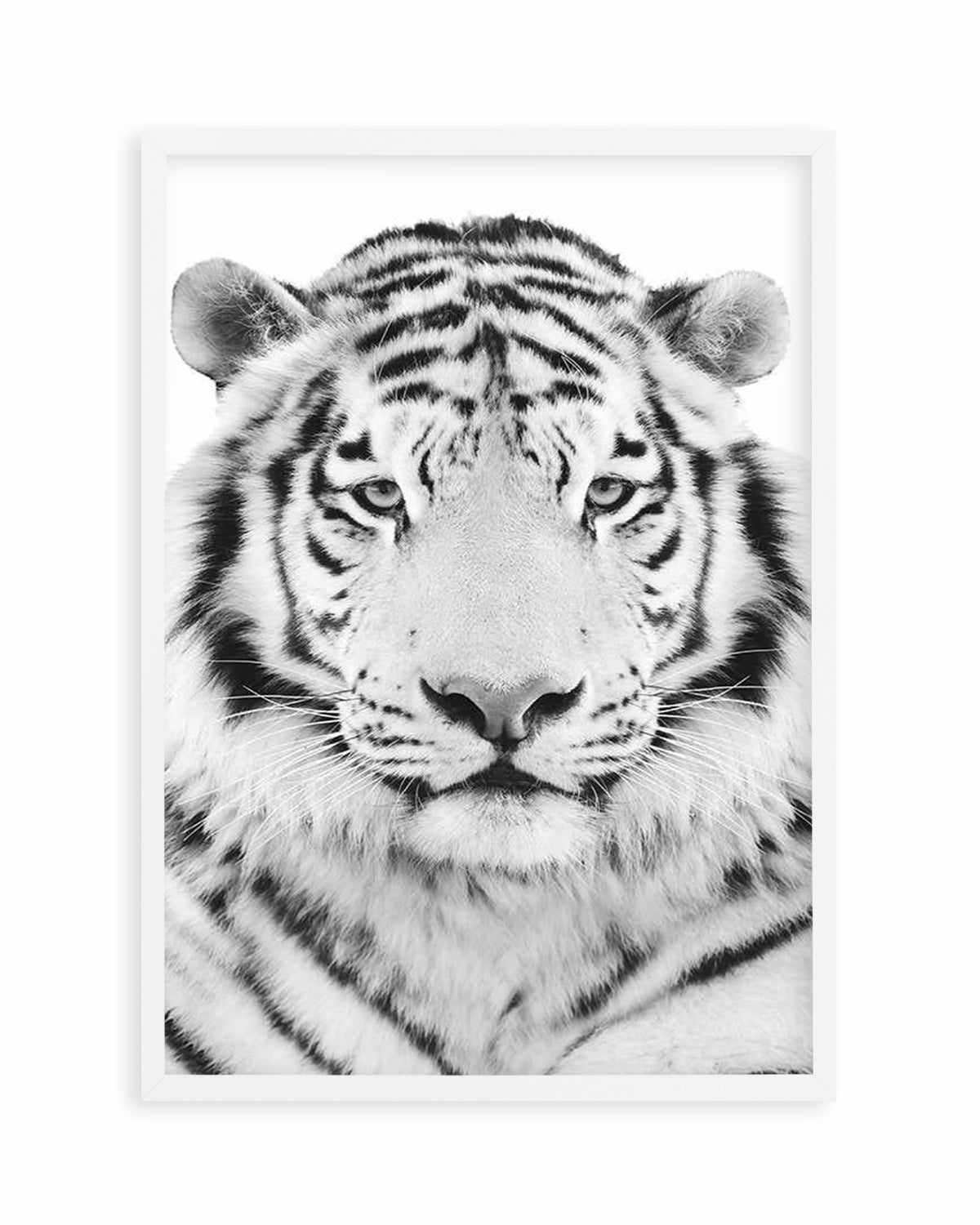 White Tiger Art Print