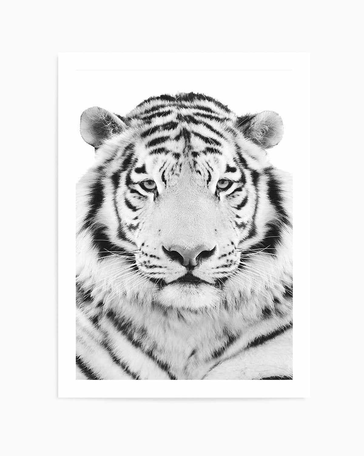 White Tiger Art Print