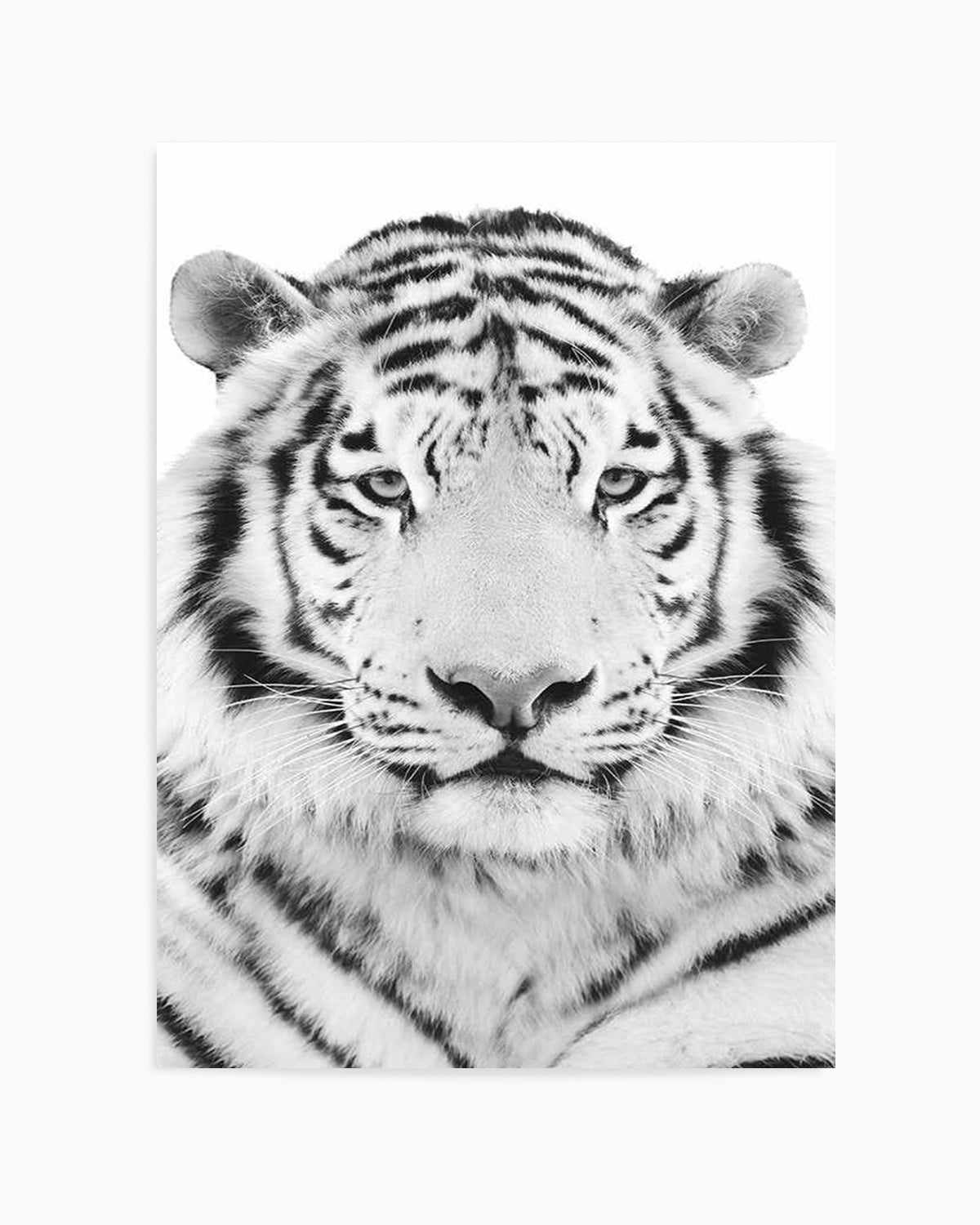 White Tiger Art Print