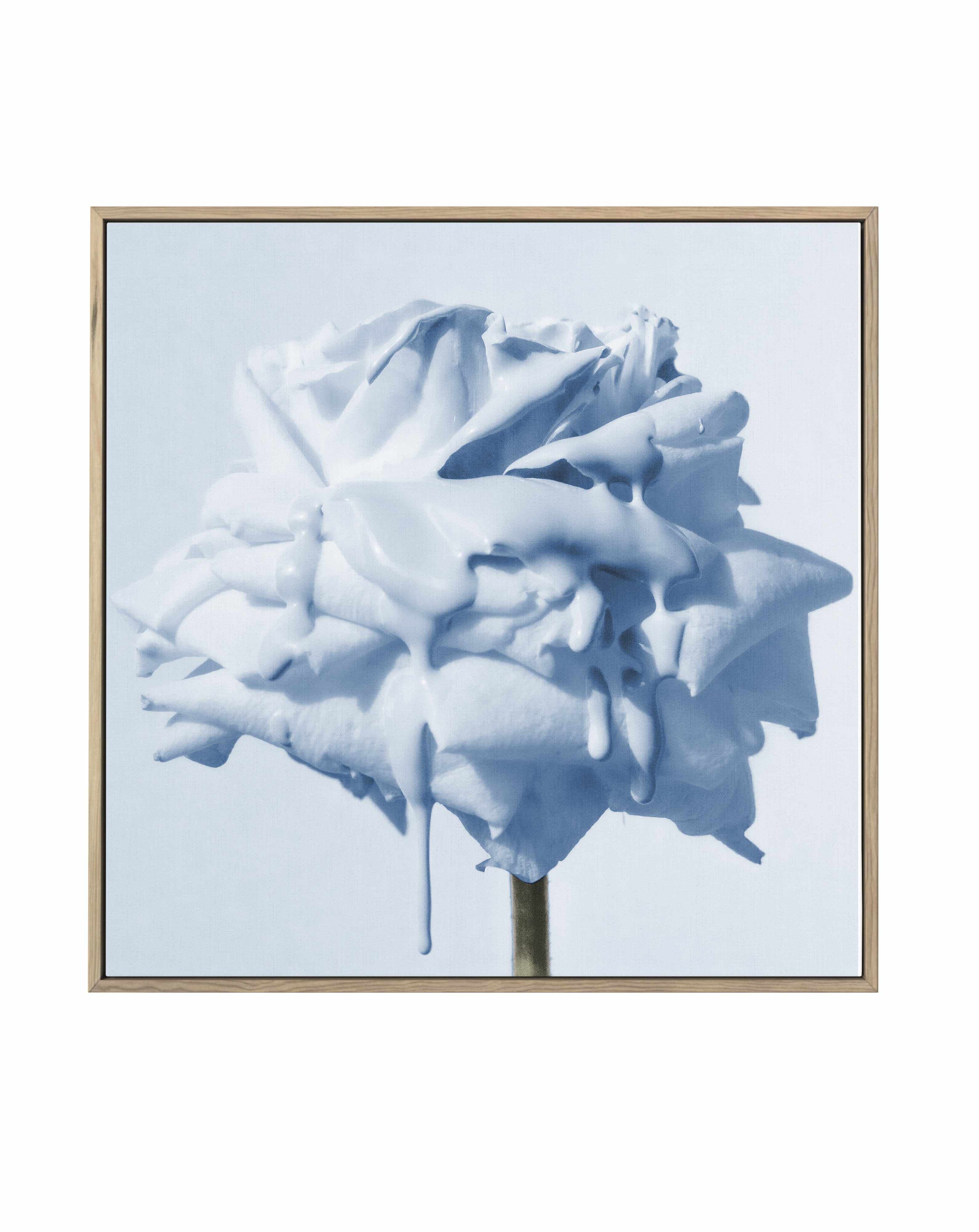 Wild Blue Rose | Framed Canvas Art Print