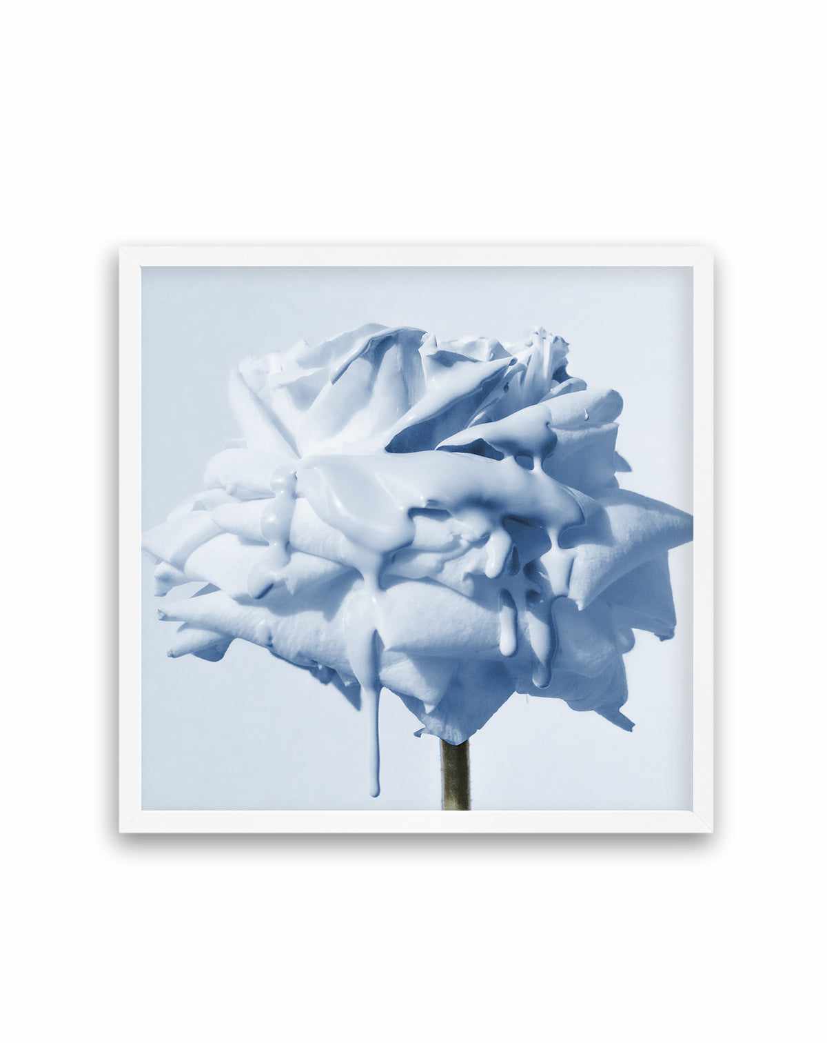 Wild Blue Rose | Art Print