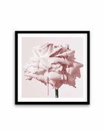 Wild Blush Rose | Art Print