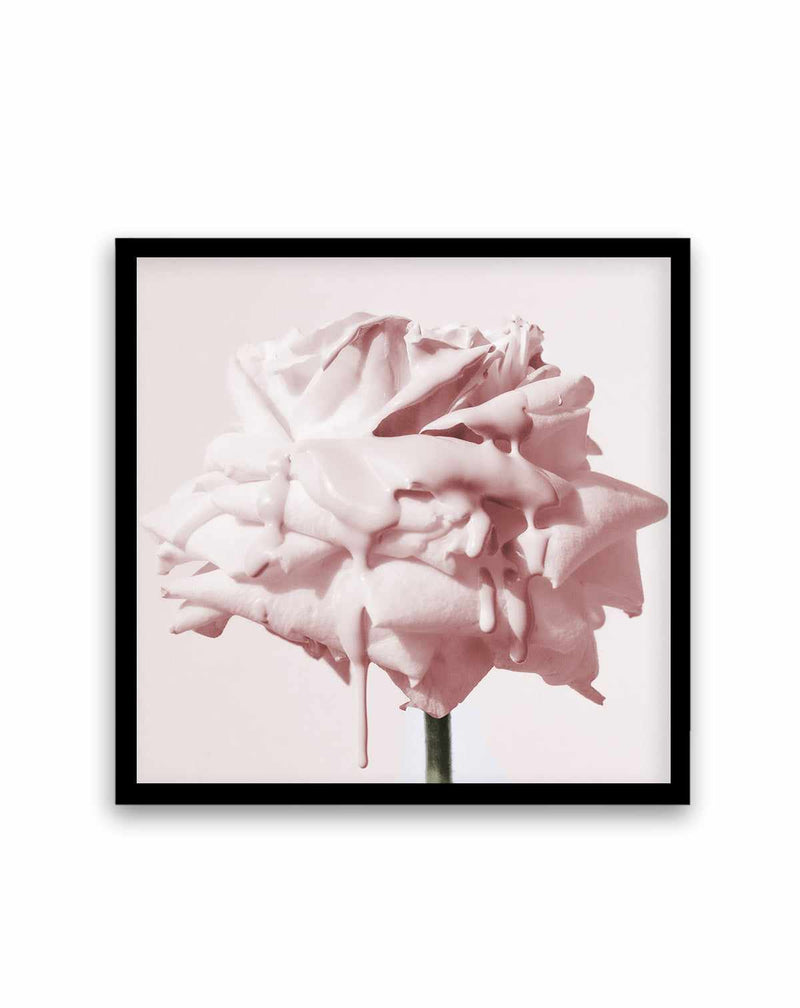 Wild Blush Rose | Art Print