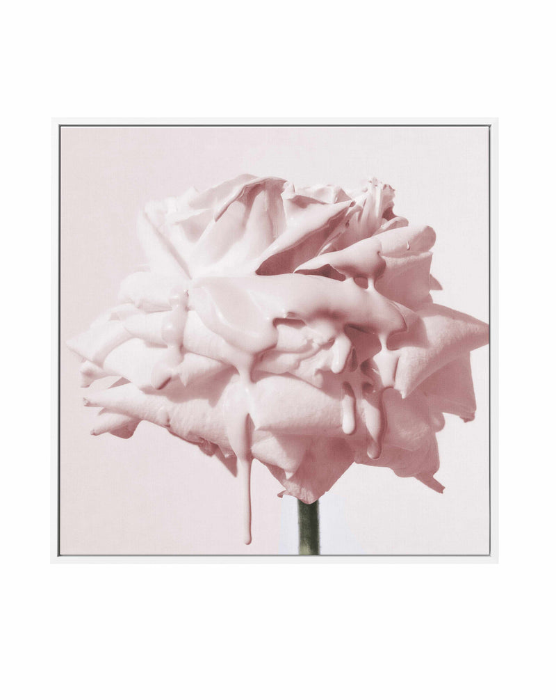Wild Blush Rose | Framed Canvas Art Print