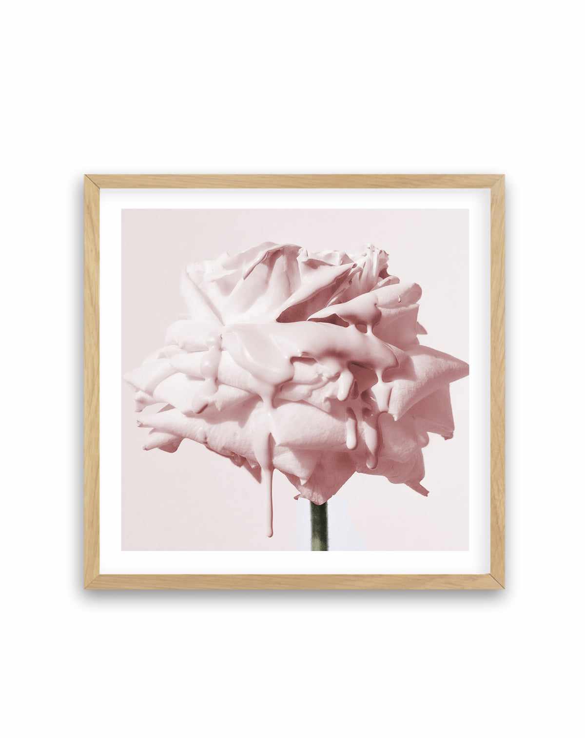 Wild Blush Rose | Art Print