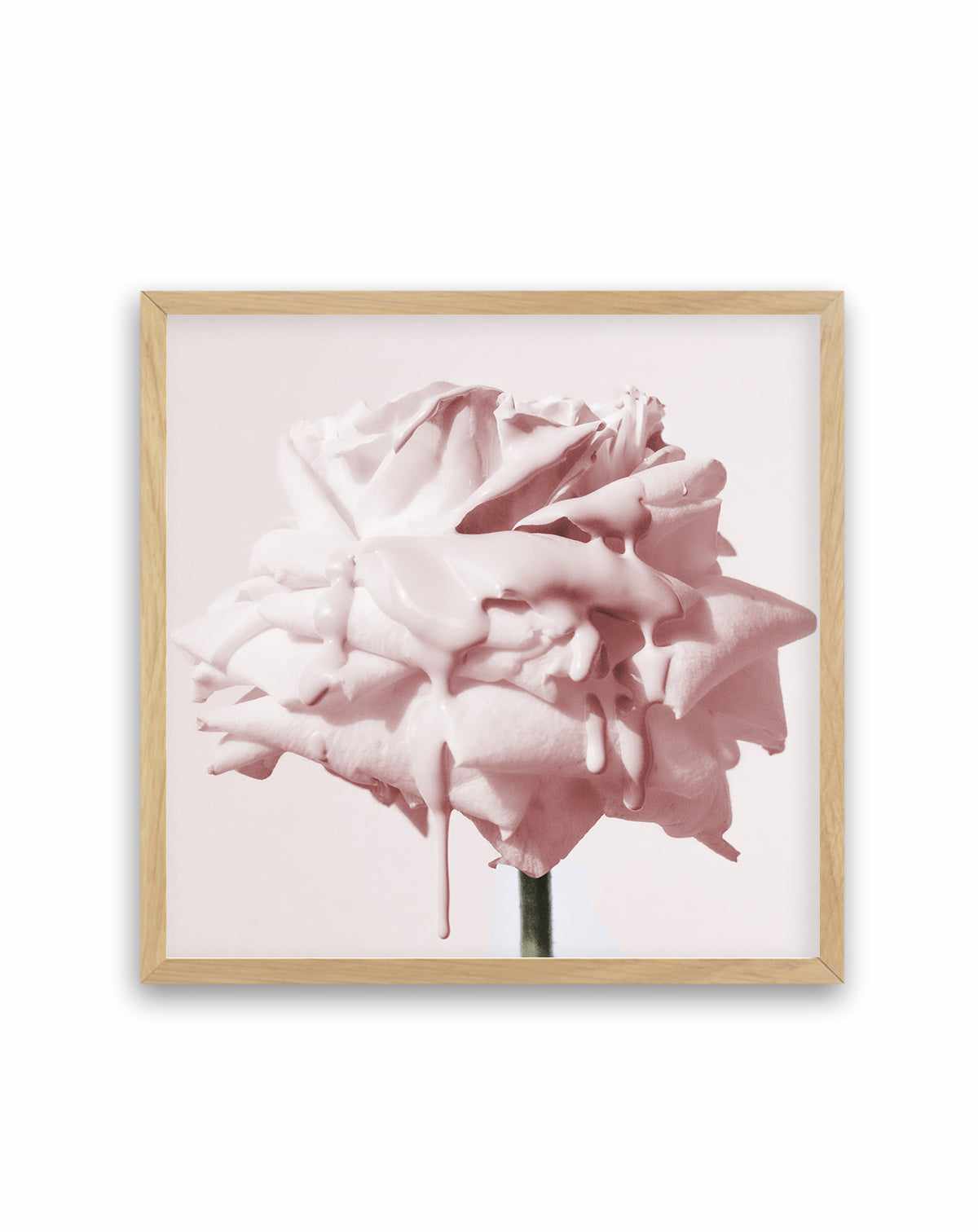 Wild Blush Rose | Art Print