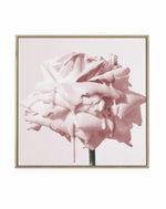 Wild Blush Rose | Framed Canvas Art Print