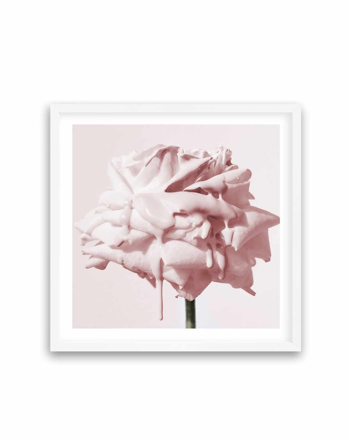 Wild Blush Rose | Art Print