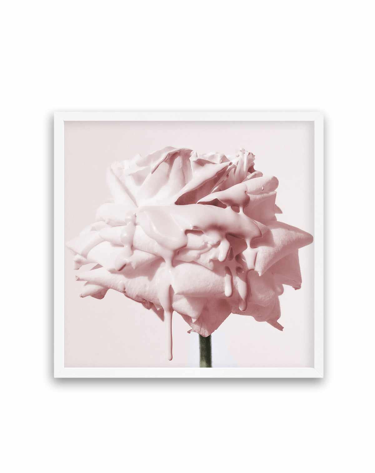 Wild Blush Rose | Art Print