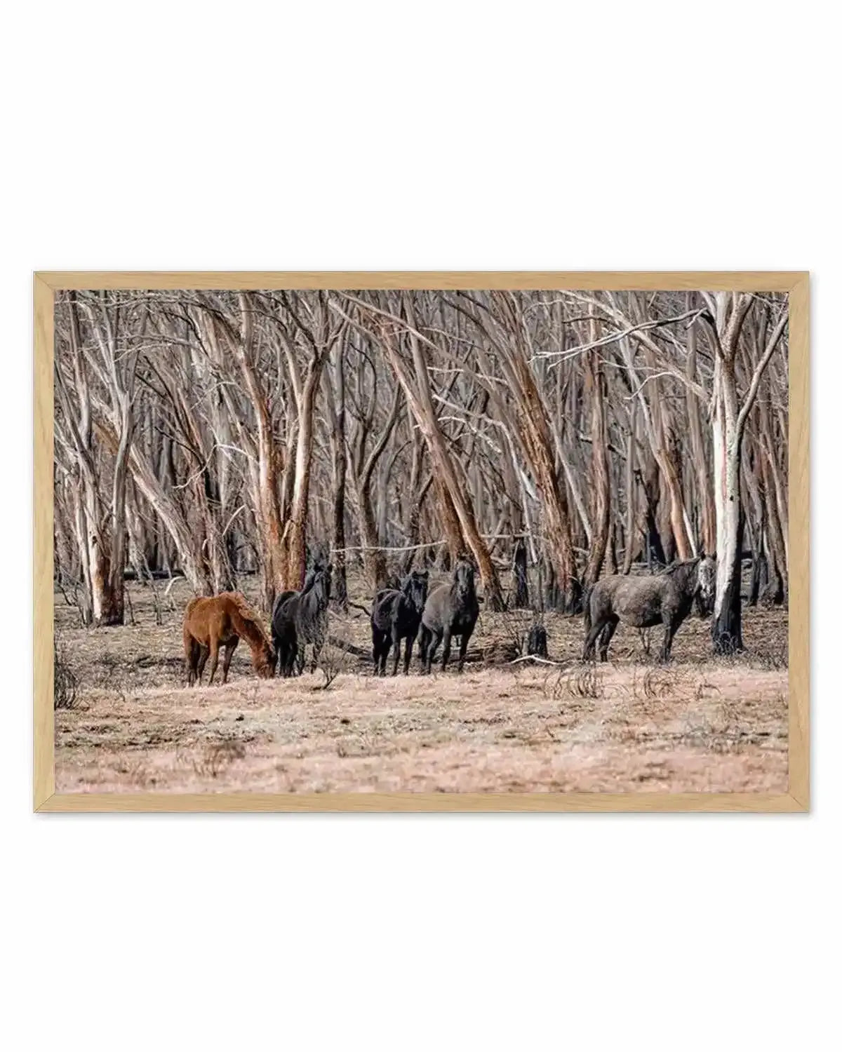 Wild Brumbies | After Fire Art Print from Olive et Oriel where you can shop wallpaper and artworks online