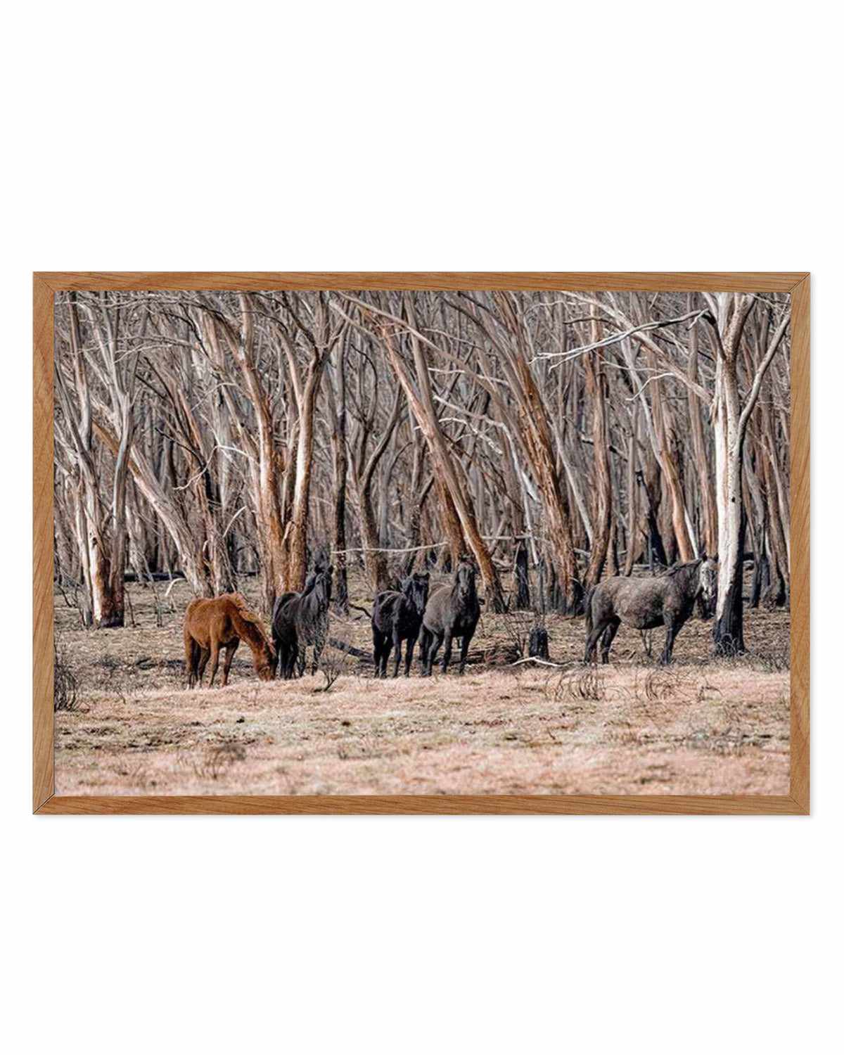 Wild Brumbies | After Fire Art Print