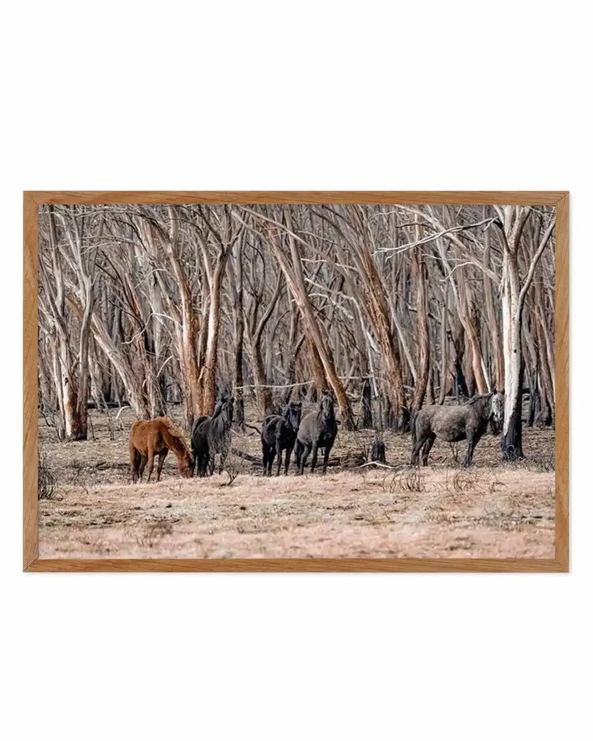 Wild Brumbies | After Fire Art Print from Olive et Oriel where you can shop wallpaper and artworks online